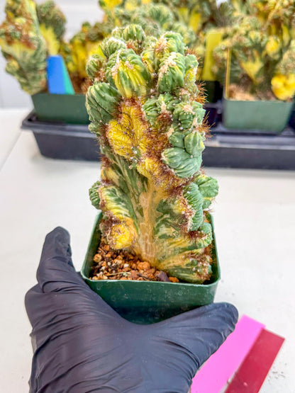 Cereus monstruosus Variegatus Hort (rp) | Imported