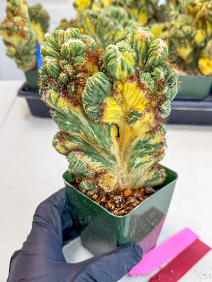 Cereus monstruosus Variegatus Hort (rp) | Imported