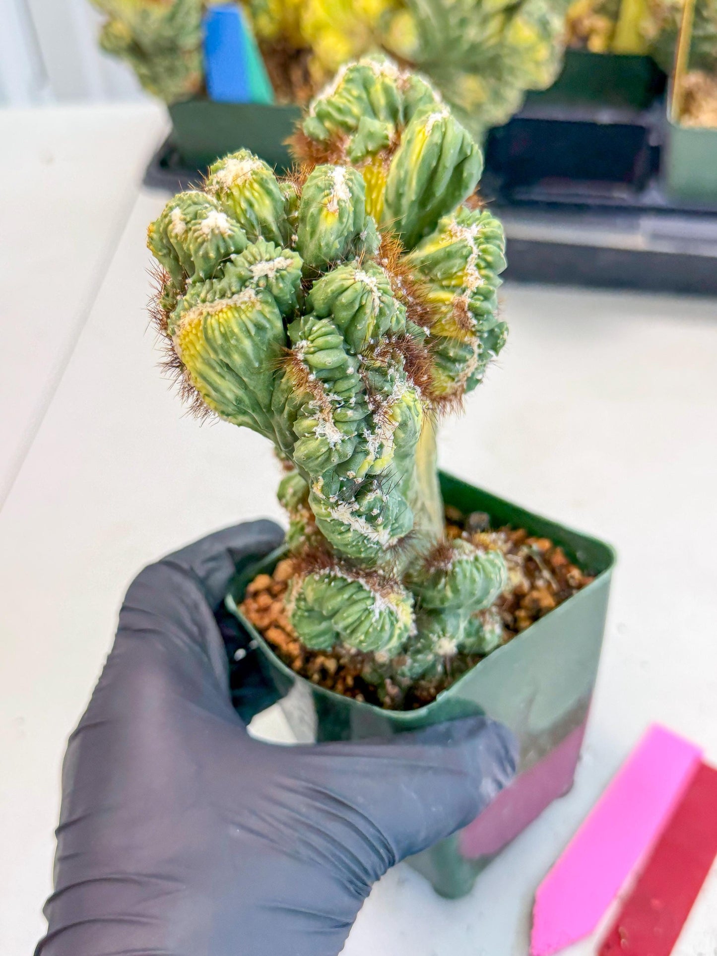 Cereus monstruosus Variegatus Hort (rp) | Imported