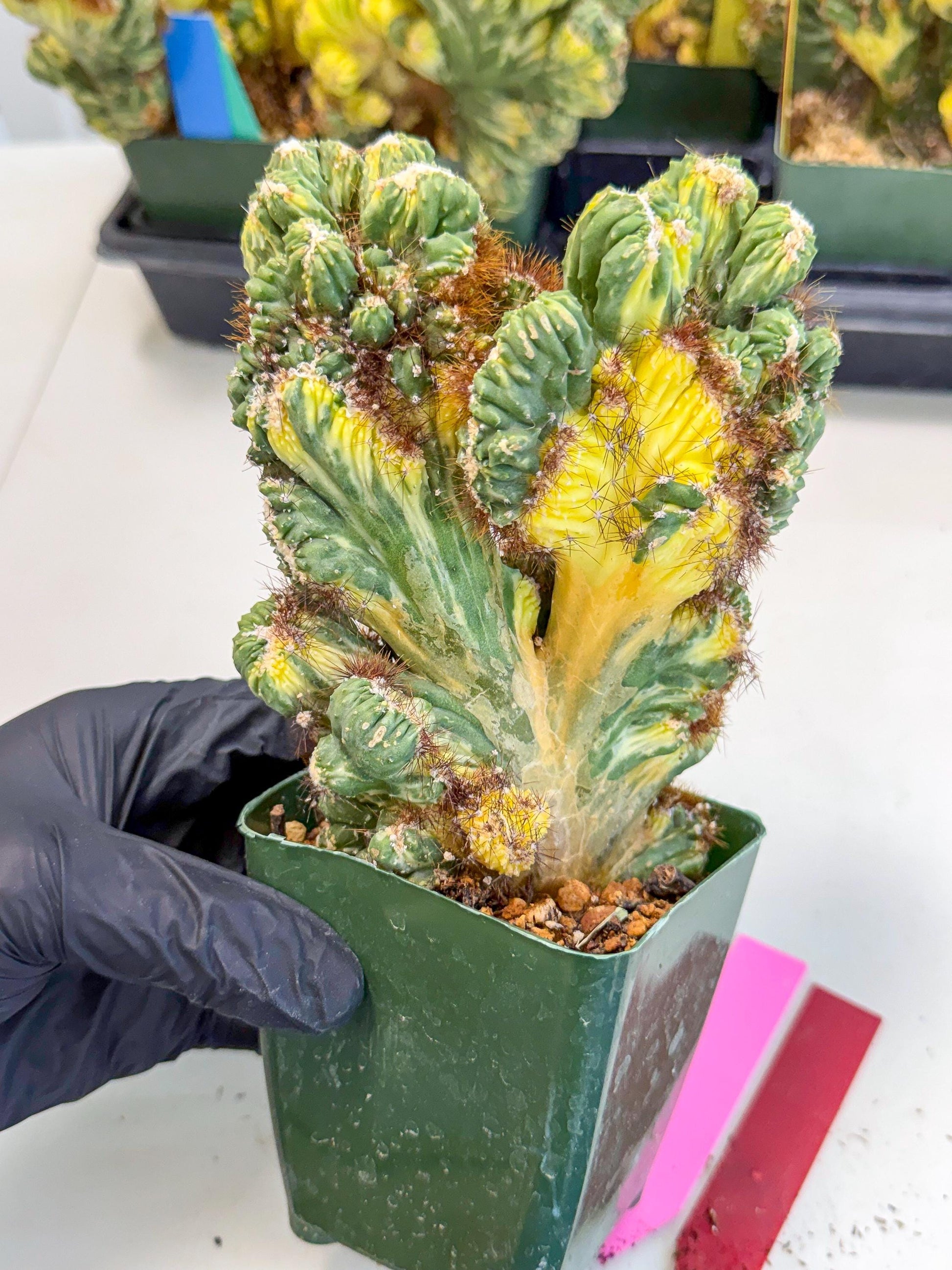 Cereus monstruosus Variegatus Hort (rp) | Imported