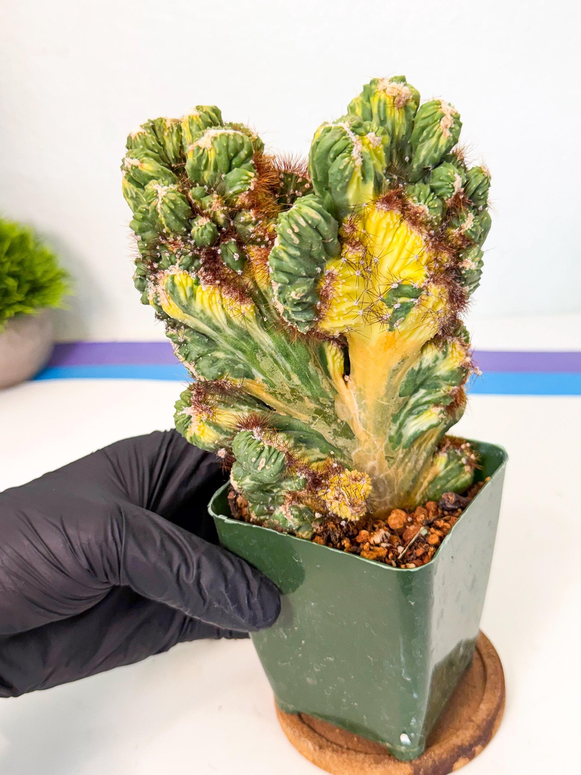 Cereus monstruosus Variegatus Hort (rp) | Imported