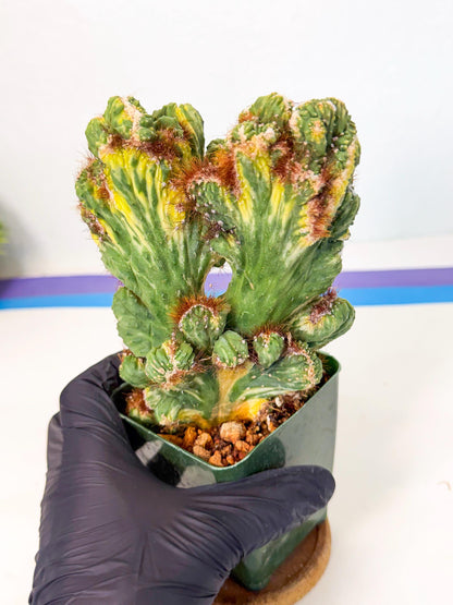 Cereus monstruosus Variegatus Hort (rp) | Imported