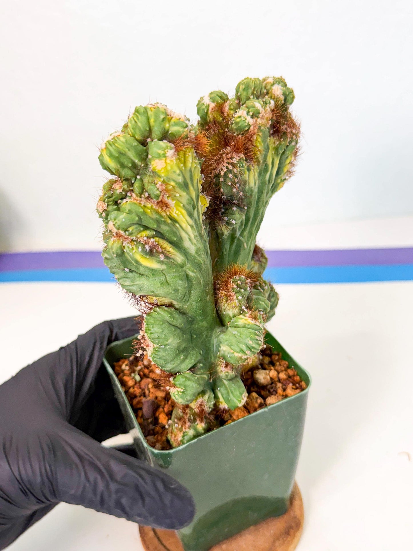 Cereus monstruosus Variegatus Hort (rp) | Imported