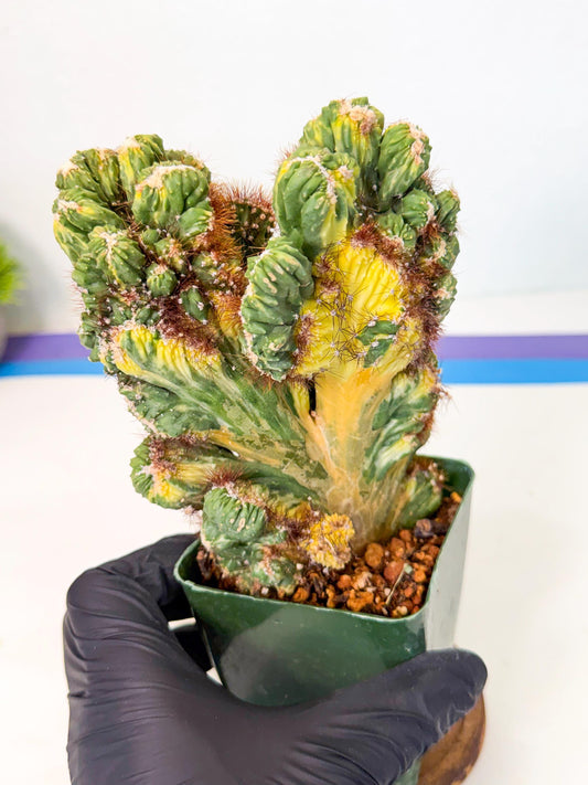 Cereus monstruosus Variegatus Hort (rp) | Imported