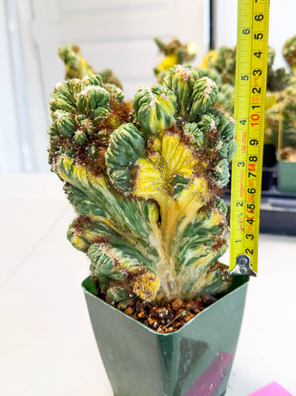 Cereus monstruosus Variegatus Hort (rp) | Imported
