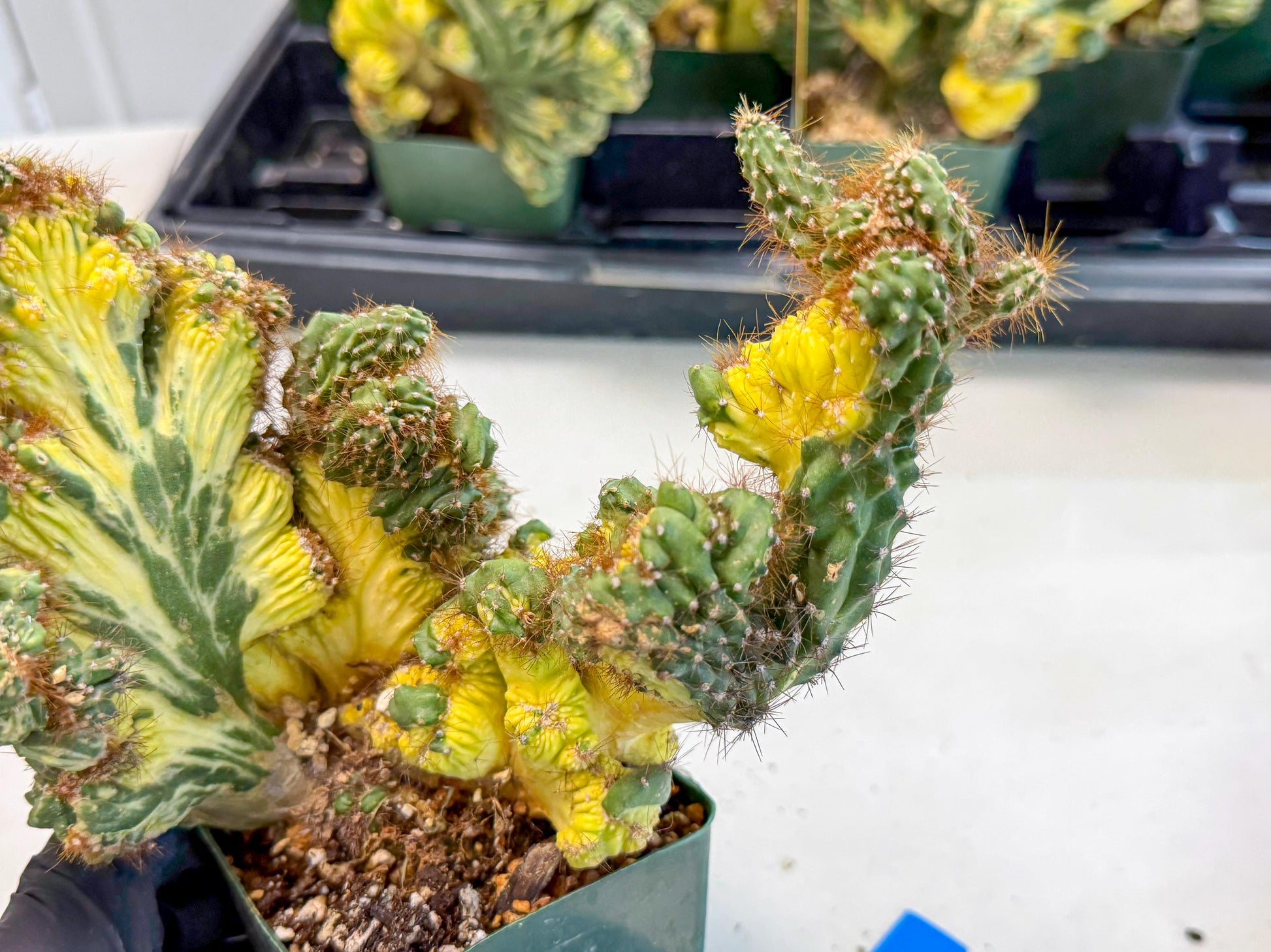 Cereus monstruosus Variegatus Hort (bg) | Imported
