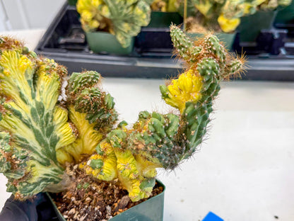 Cereus monstruosus Variegatus Hort (bg) | Imported