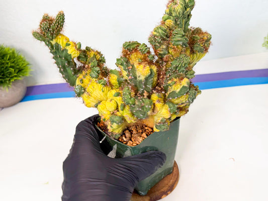 Cereus monstruosus Variegatus Hort (bg) | Imported
