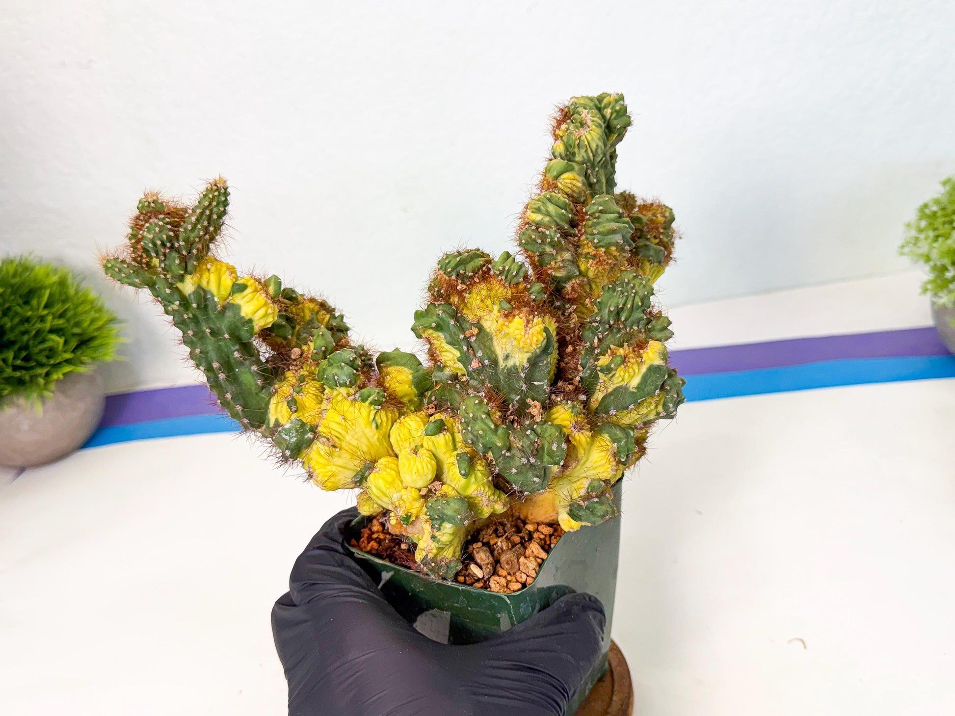 Cereus monstruosus Variegatus Hort (bg) | Imported