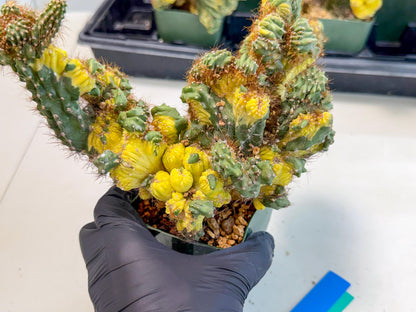 Cereus monstruosus Variegatus Hort (bg) | Imported