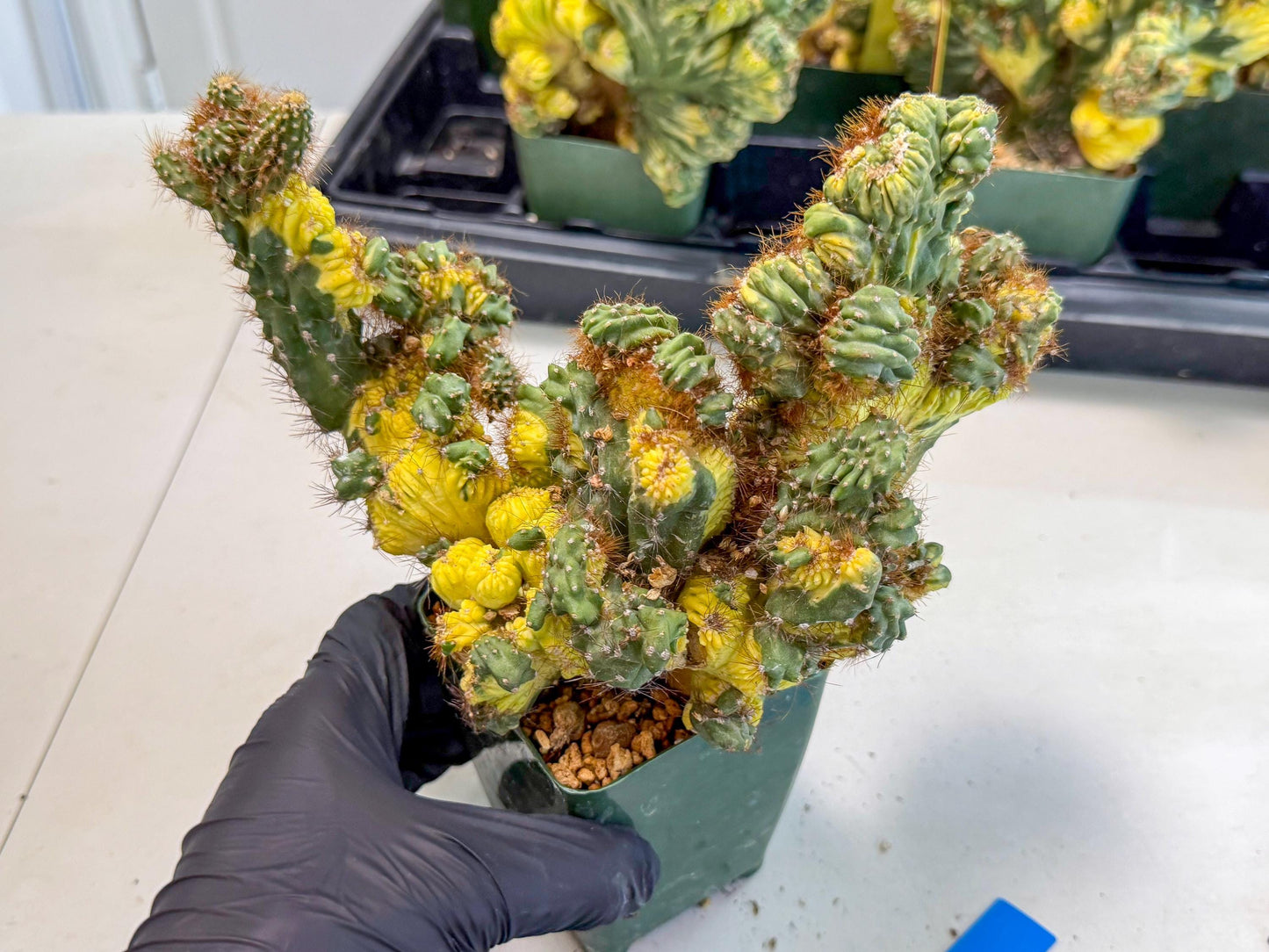 Cereus monstruosus Variegatus Hort (bg) | Imported
