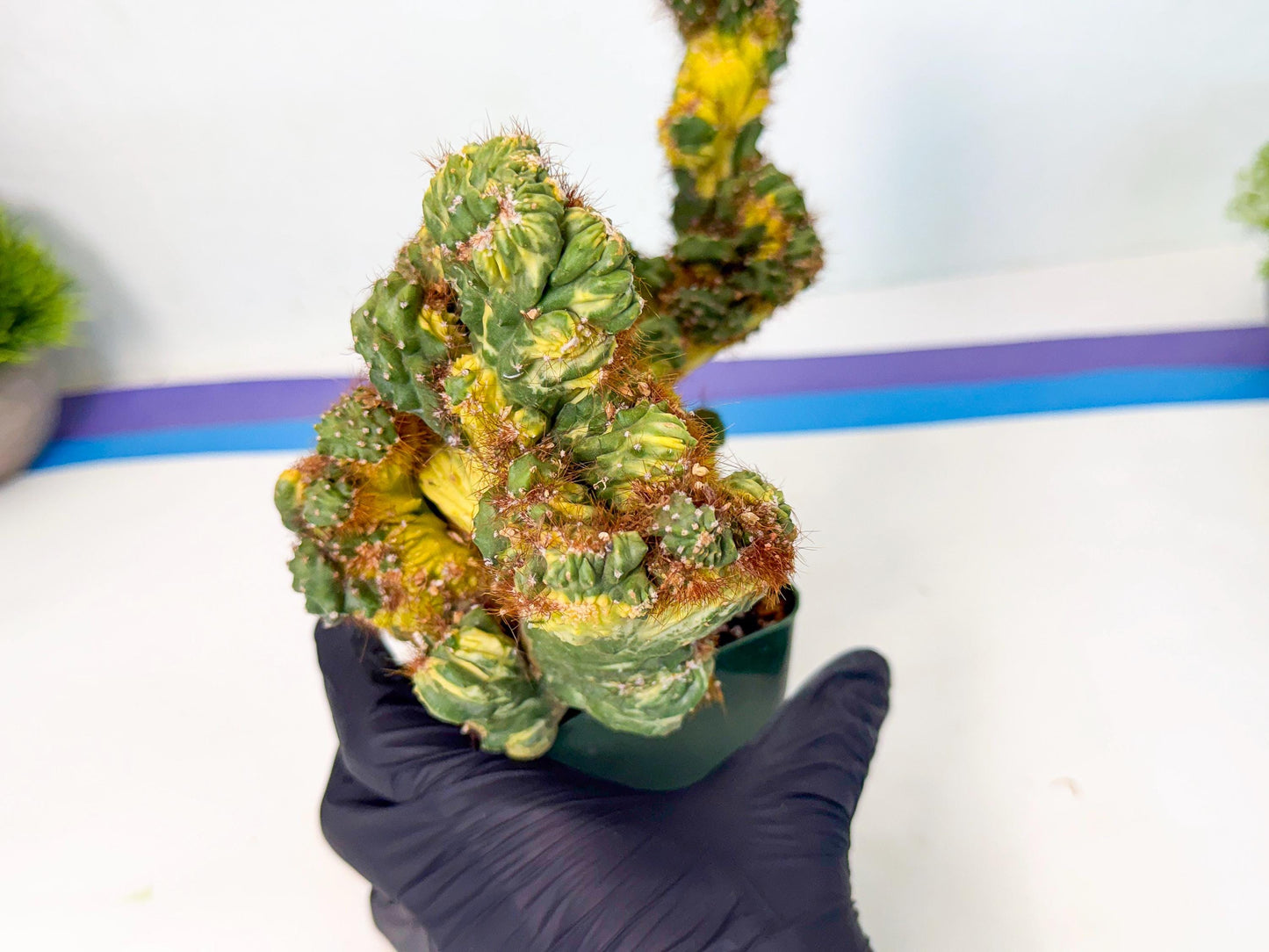 Cereus monstruosus Variegatus Hort (bg) | Imported