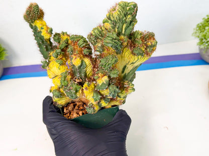 Cereus monstruosus Variegatus Hort (bg) | Imported