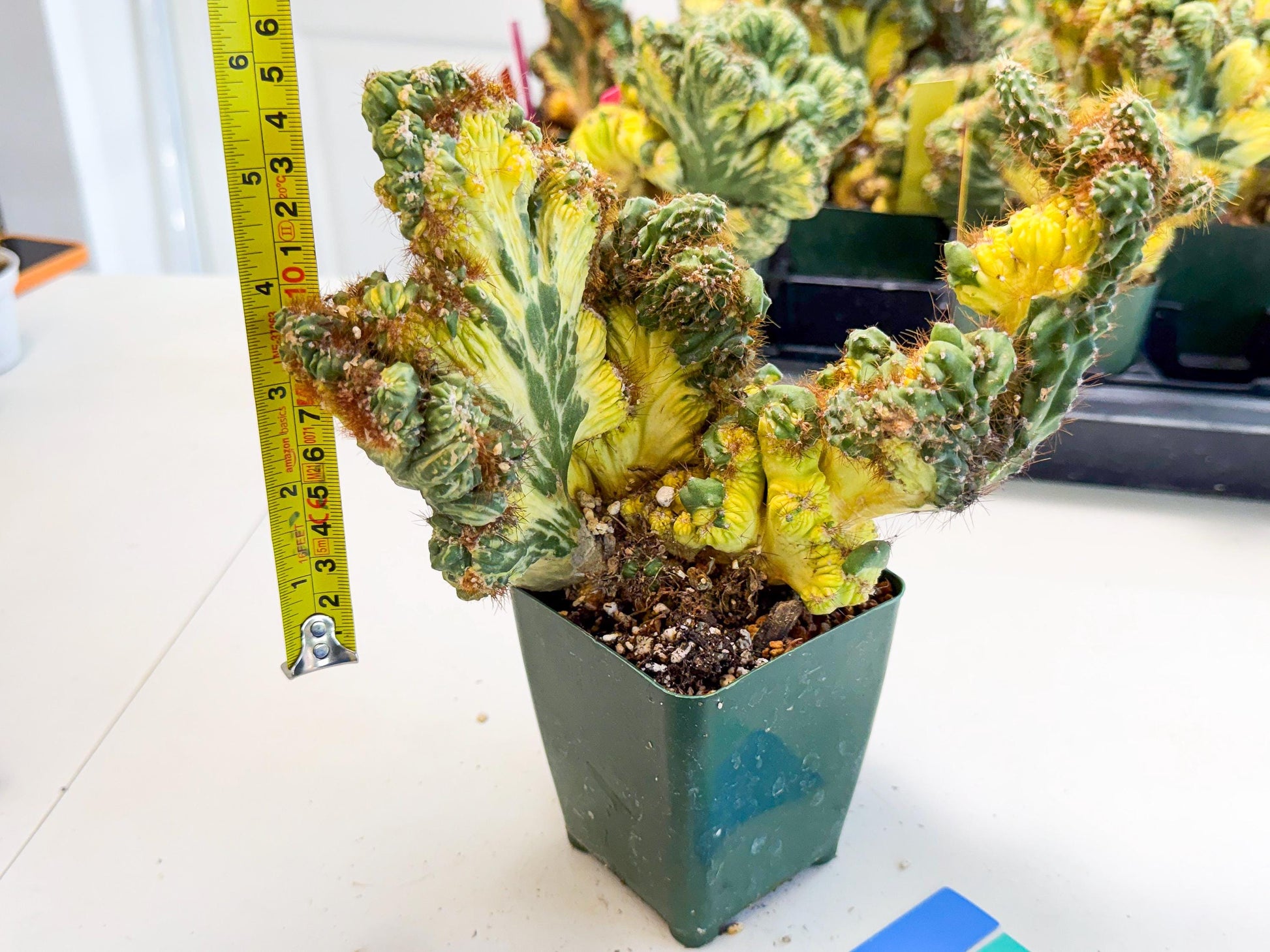 Cereus monstruosus Variegatus Hort (bg) | Imported