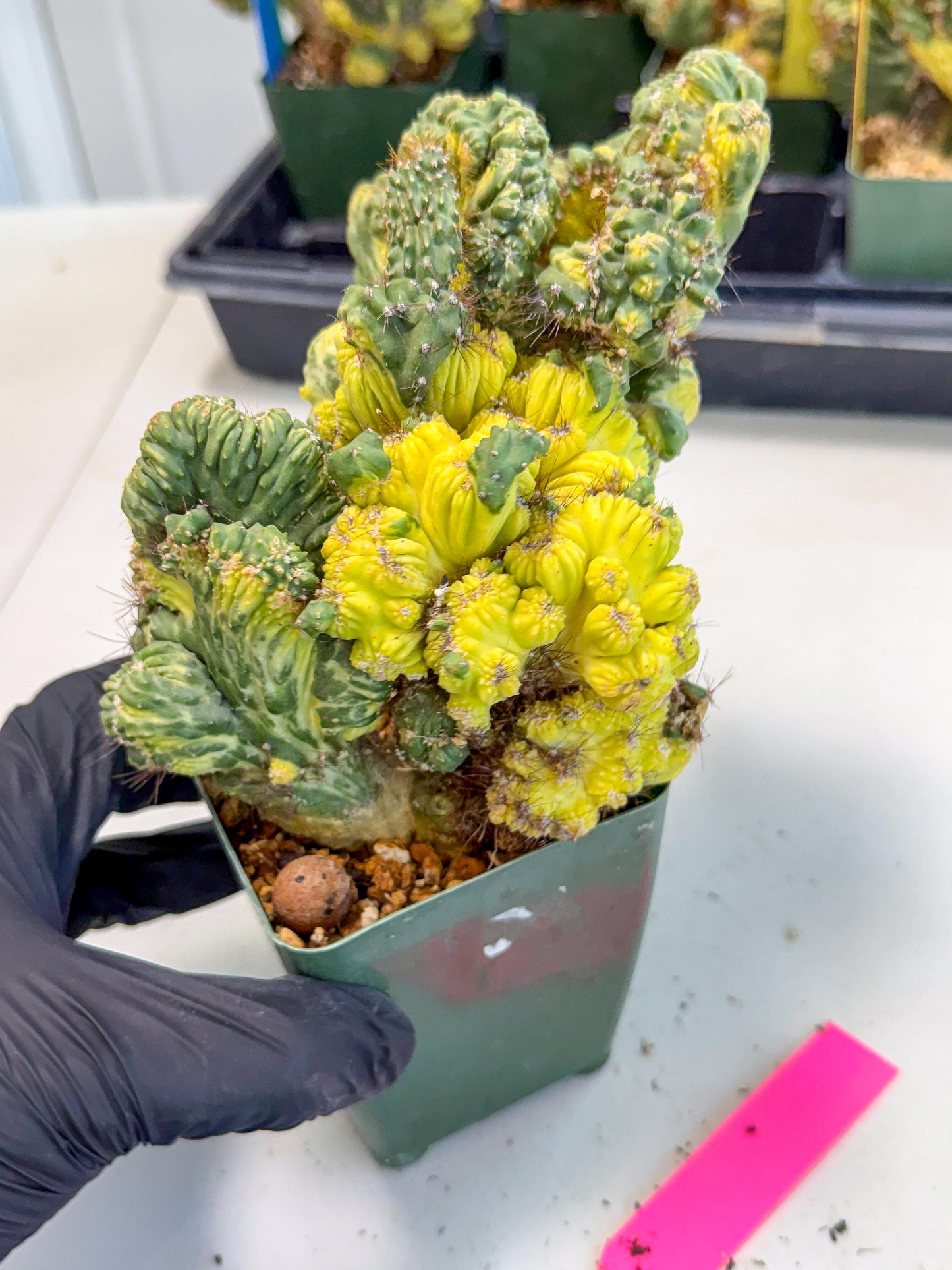 Cereus monstruosus Variegatus Hort (p) | Imported