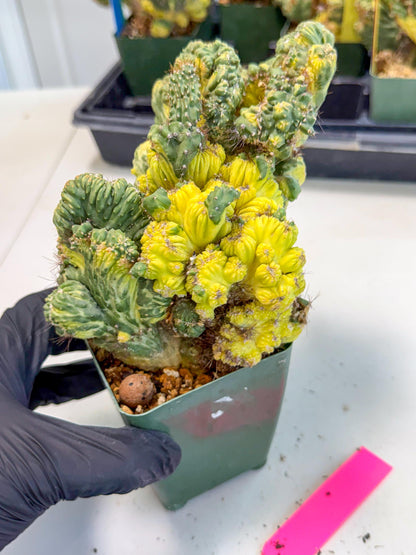 Cereus monstruosus Variegatus Hort (p) | Imported