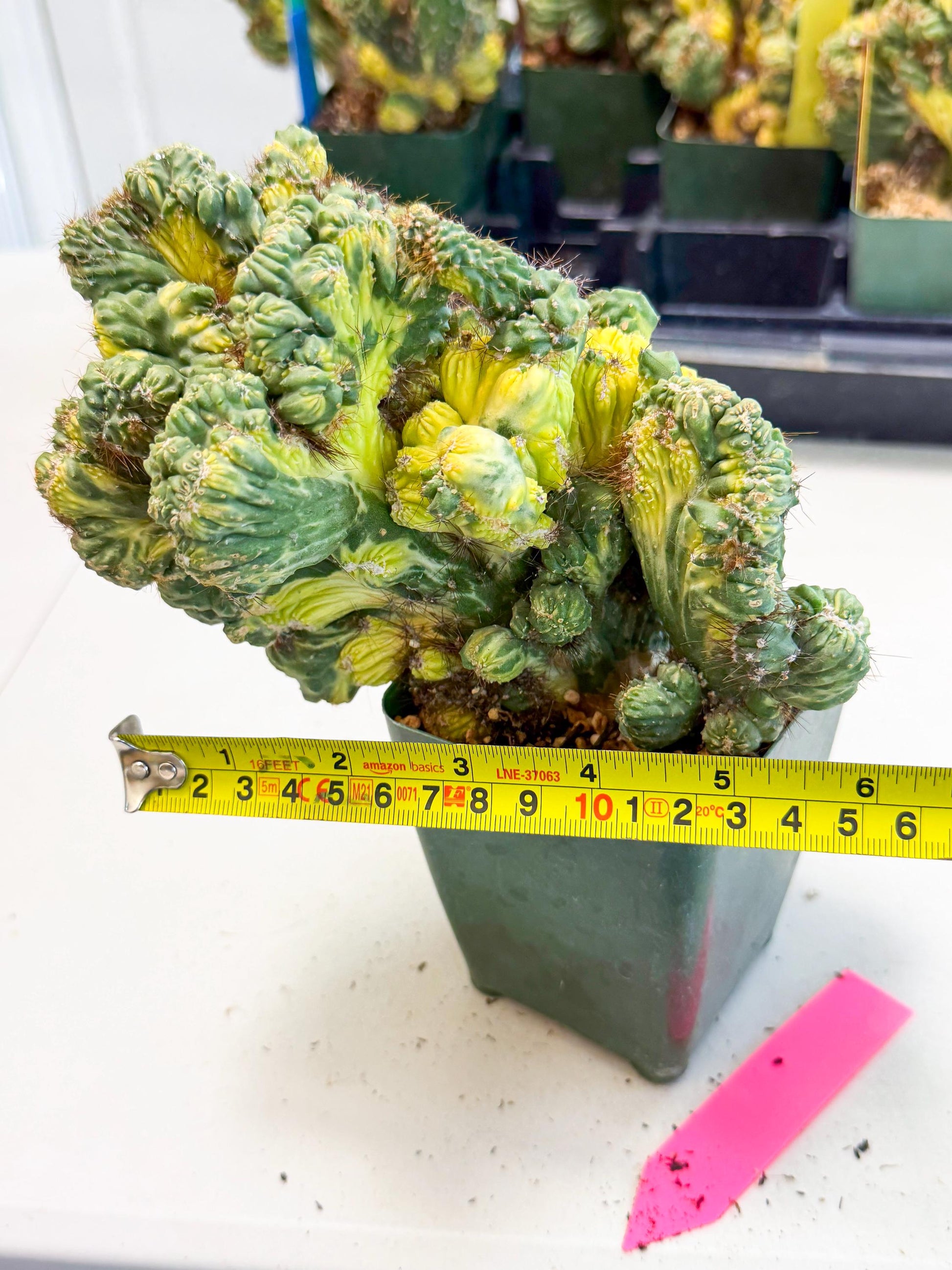Cereus monstruosus Variegatus Hort (p) | Imported
