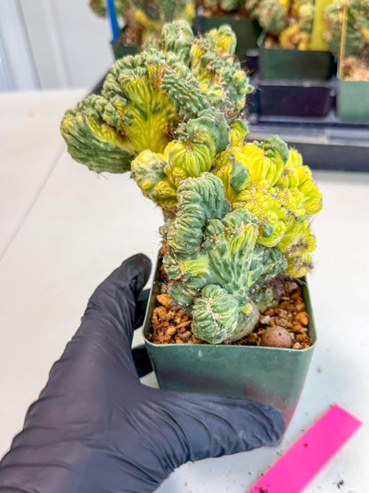 Cereus monstruosus Variegatus Hort (p) | Imported