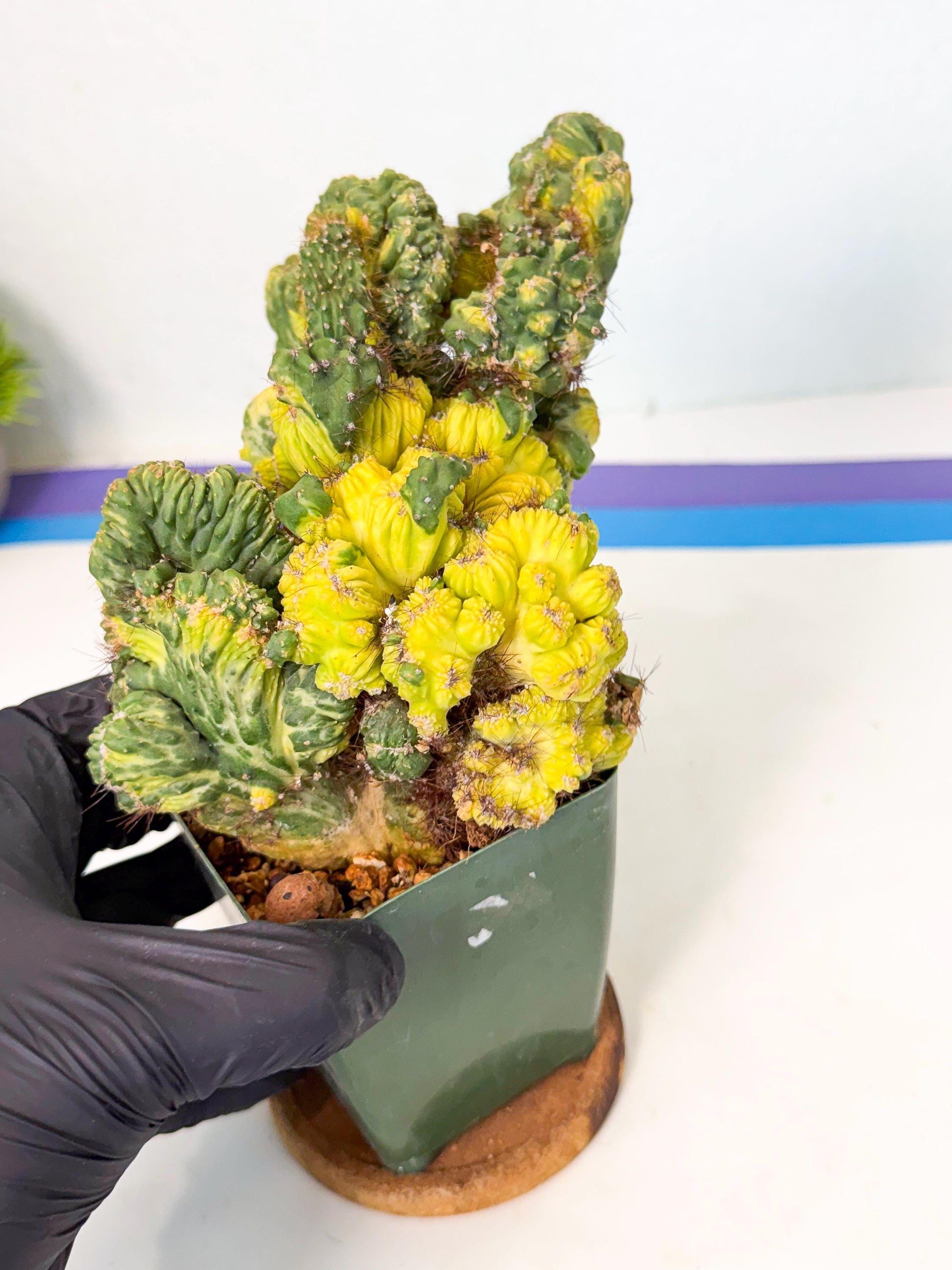 Cereus monstruosus Variegatus Hort (p) | Imported