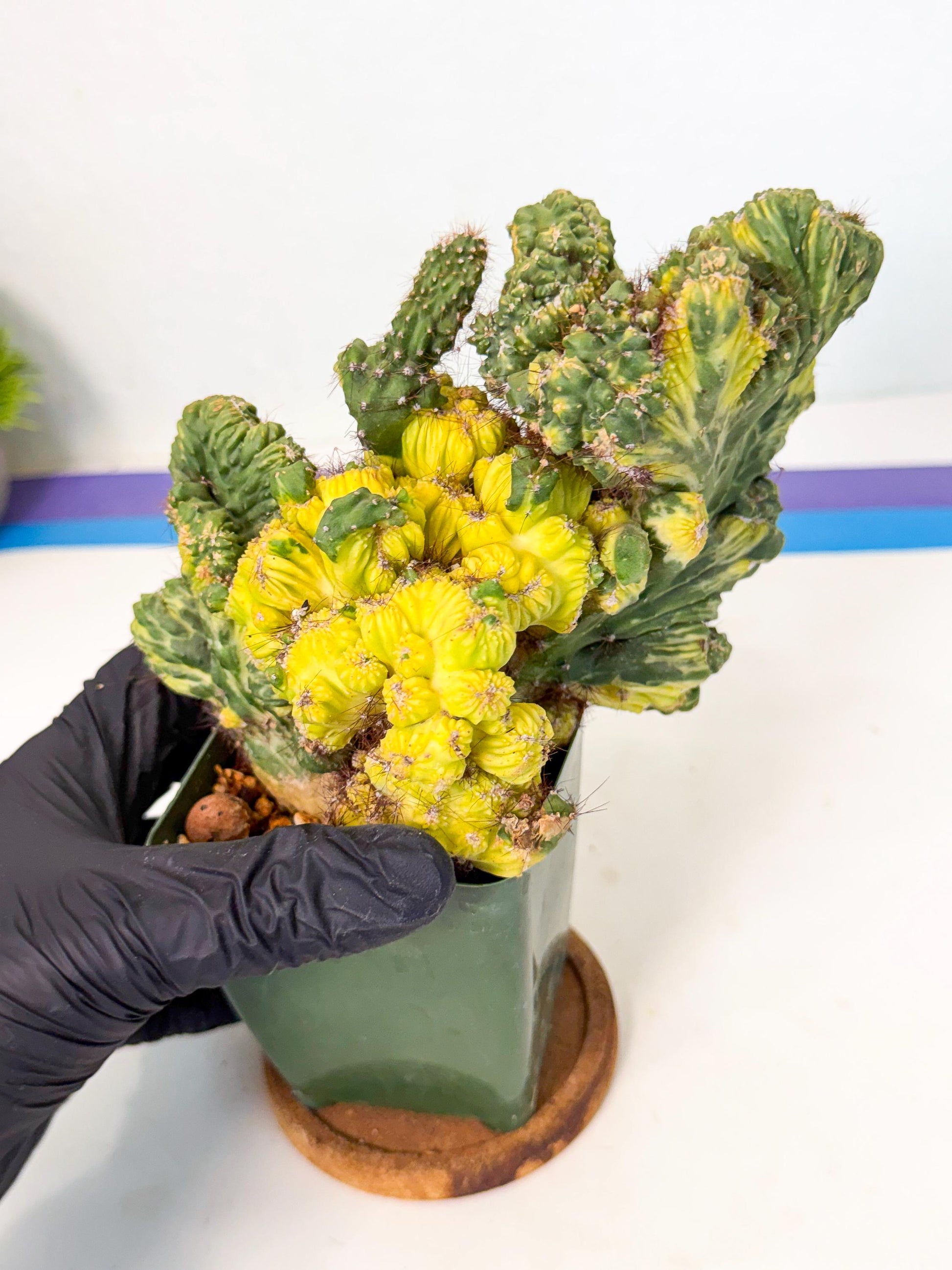 Cereus monstruosus Variegatus Hort (p) | Imported