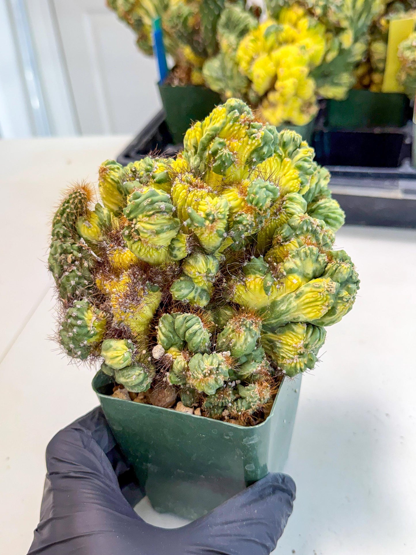 Cereus monstruosus Variegatus Hort (w) | Imported
