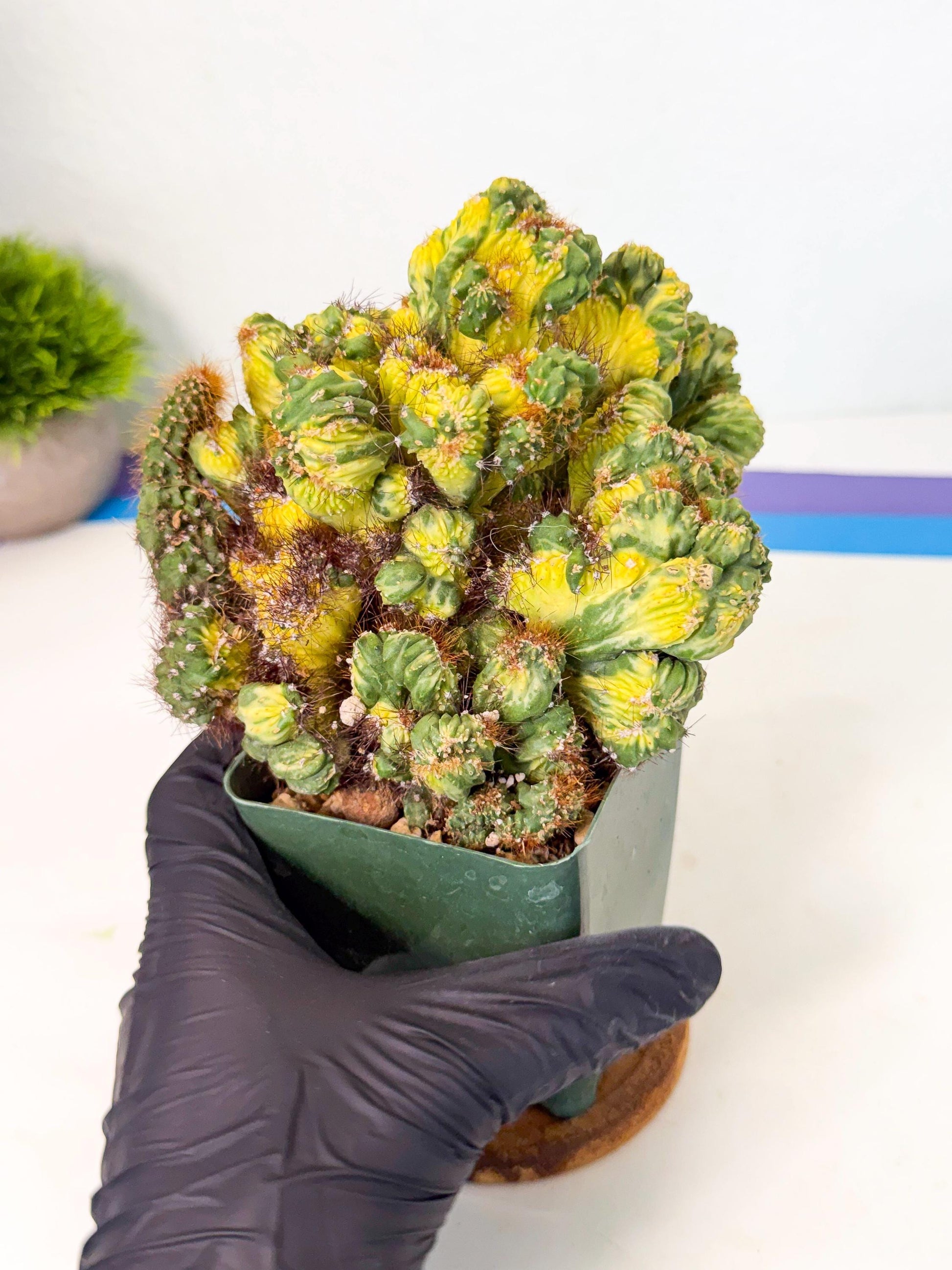 Cereus monstruosus Variegatus Hort (w) | Imported