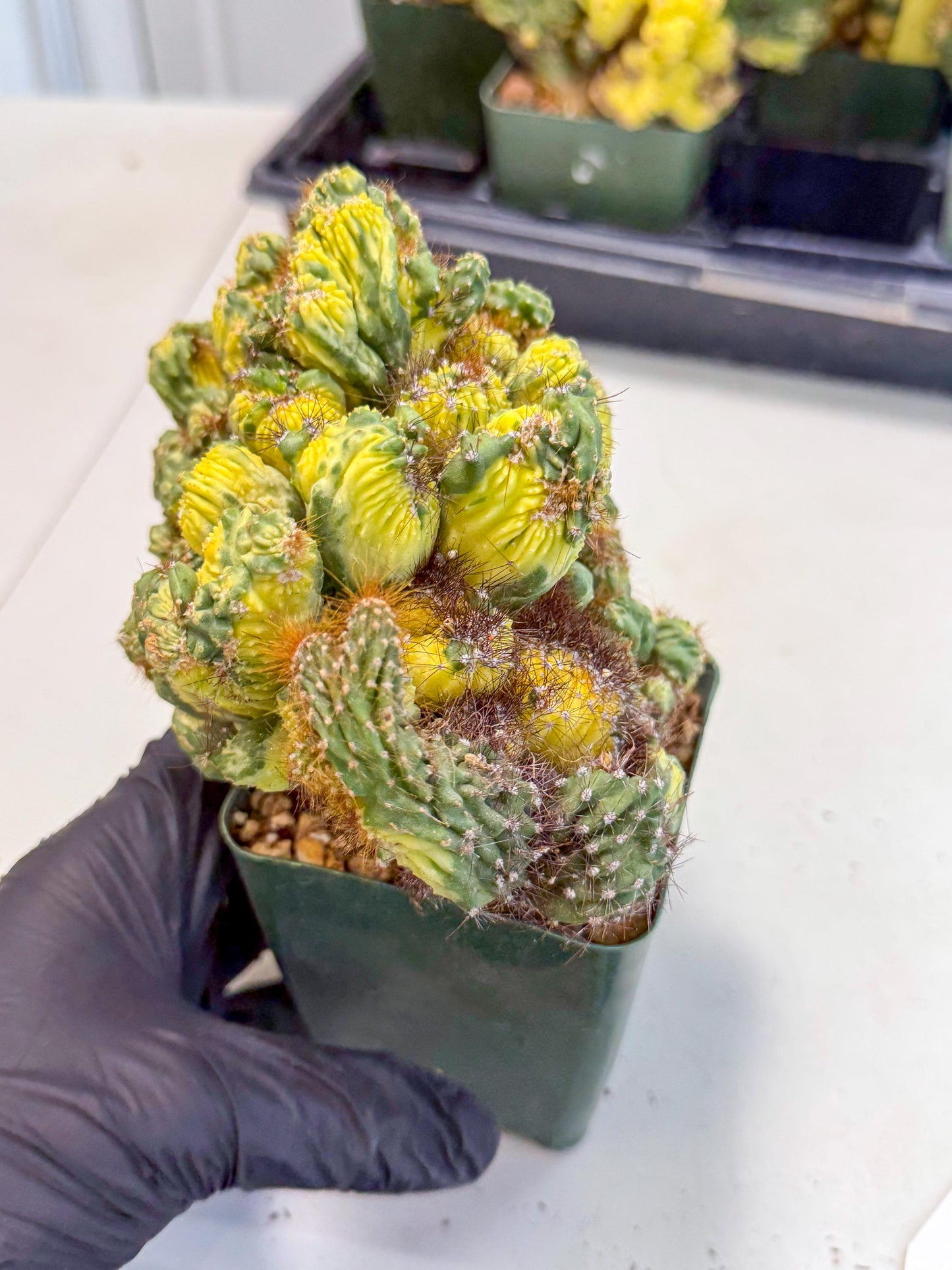 Cereus monstruosus Variegatus Hort (w) | Imported