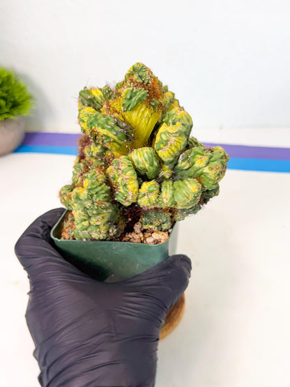 Cereus monstruosus Variegatus Hort (w) | Imported