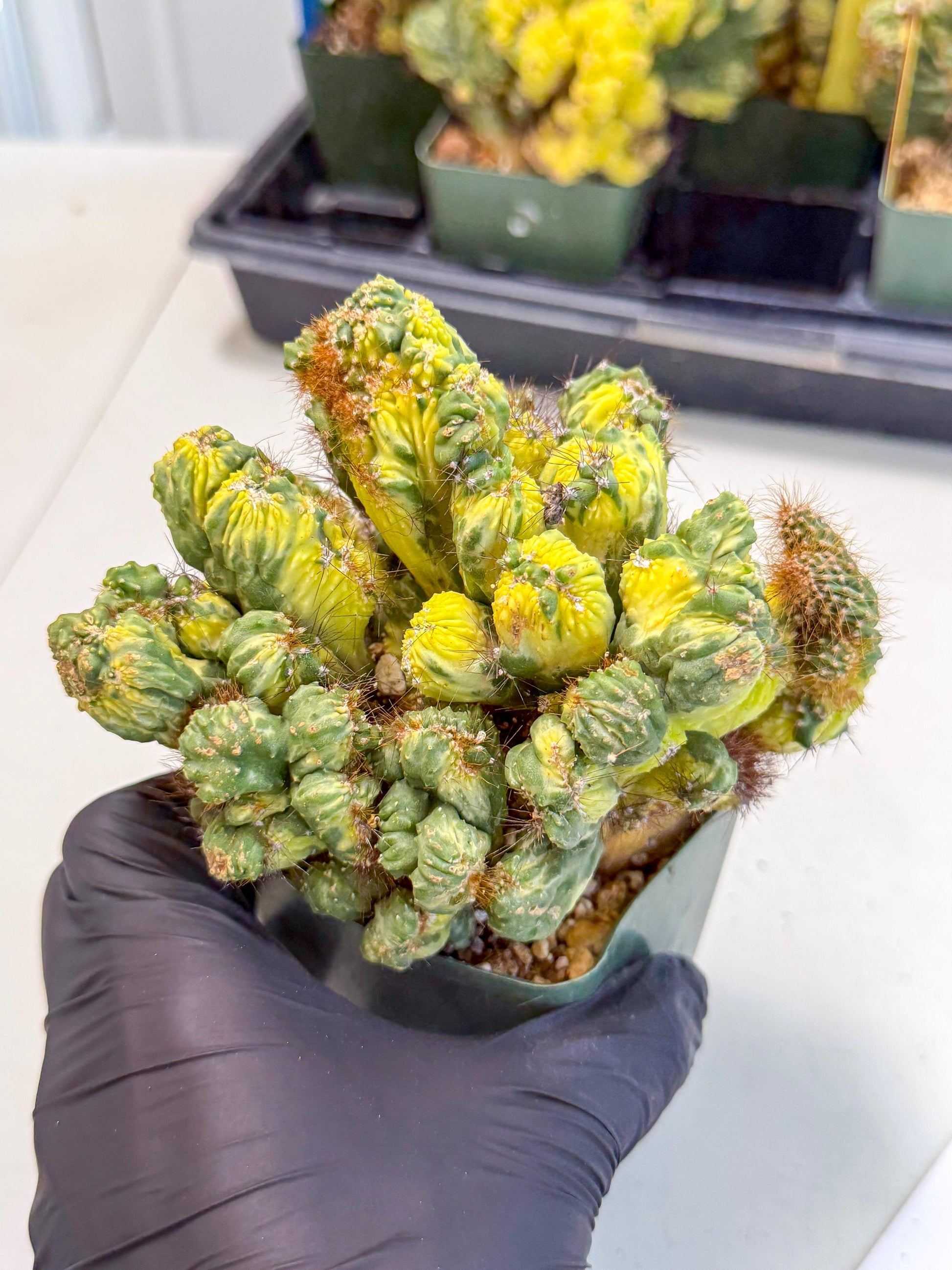 Cereus monstruosus Variegatus Hort (w) | Imported