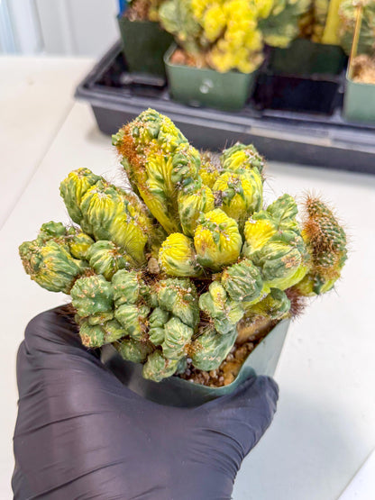 Cereus monstruosus Variegatus Hort (w) | Imported