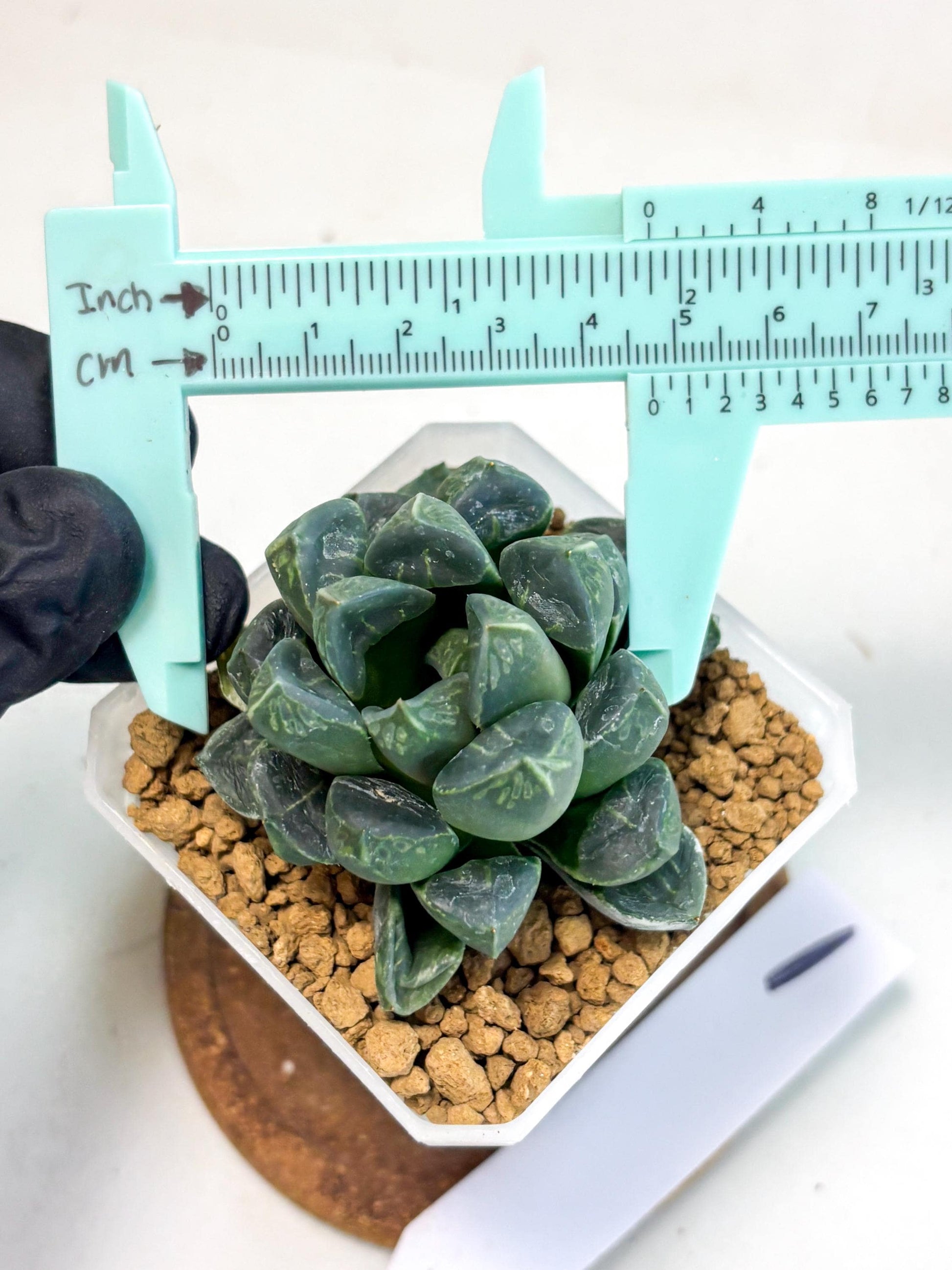 Haworthia Mutant ex. Japan (wa1) (1) | South Korea Import | Succulent