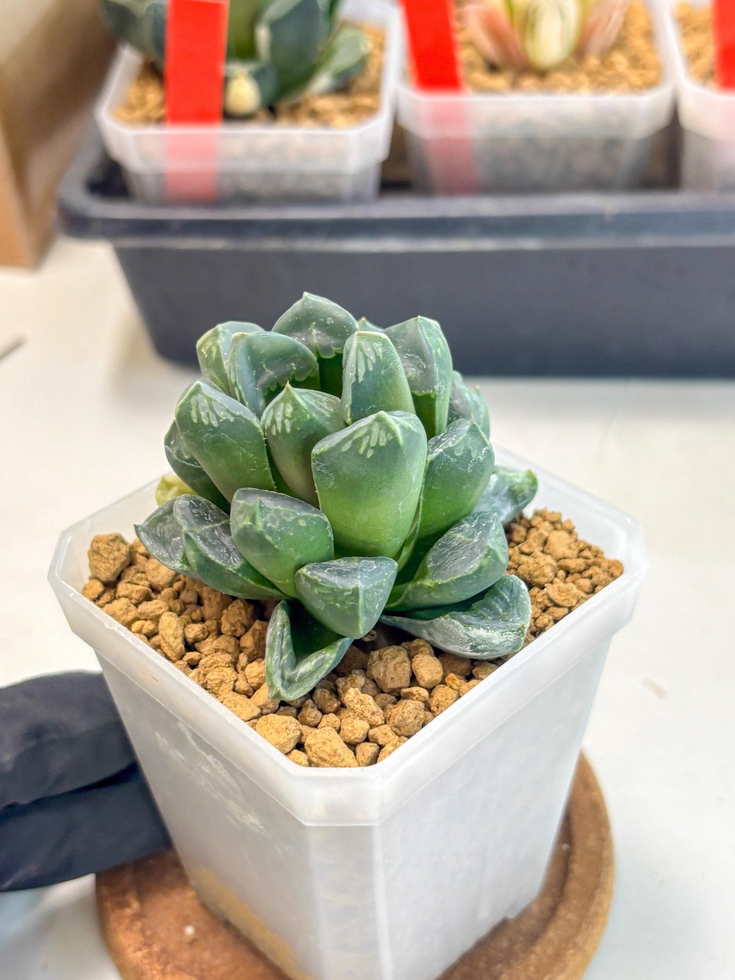 Haworthia Mutant ex. Japan (wa1) (1) | South Korea Import | Succulent