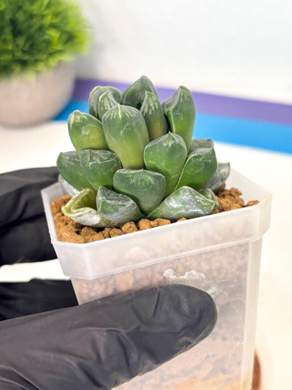 Haworthia Mutant ex. Japan (wa1) (1) | South Korea Import | Succulent