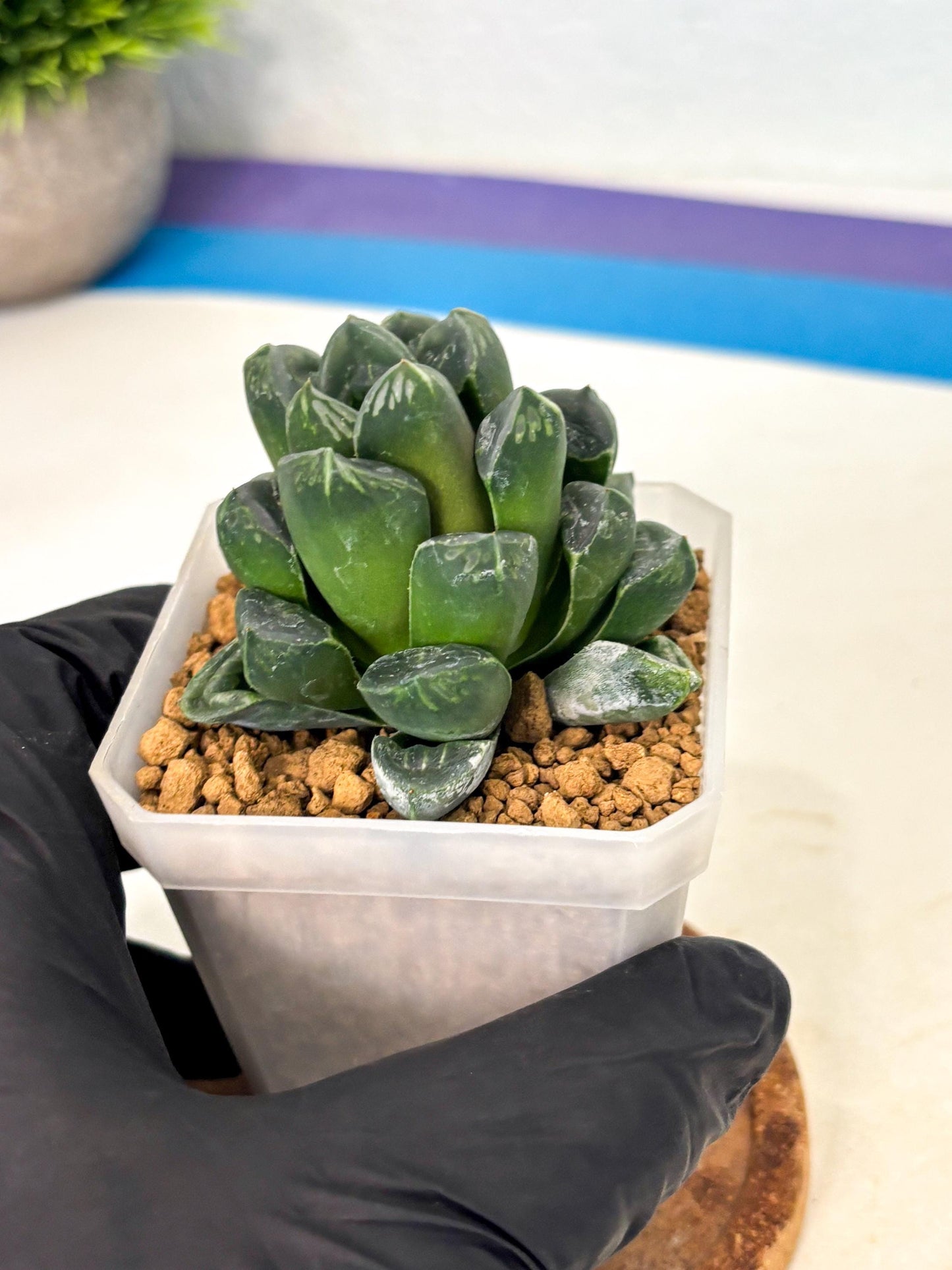 Haworthia Mutant ex. Japan (wa1) (1) | South Korea Import | Succulent