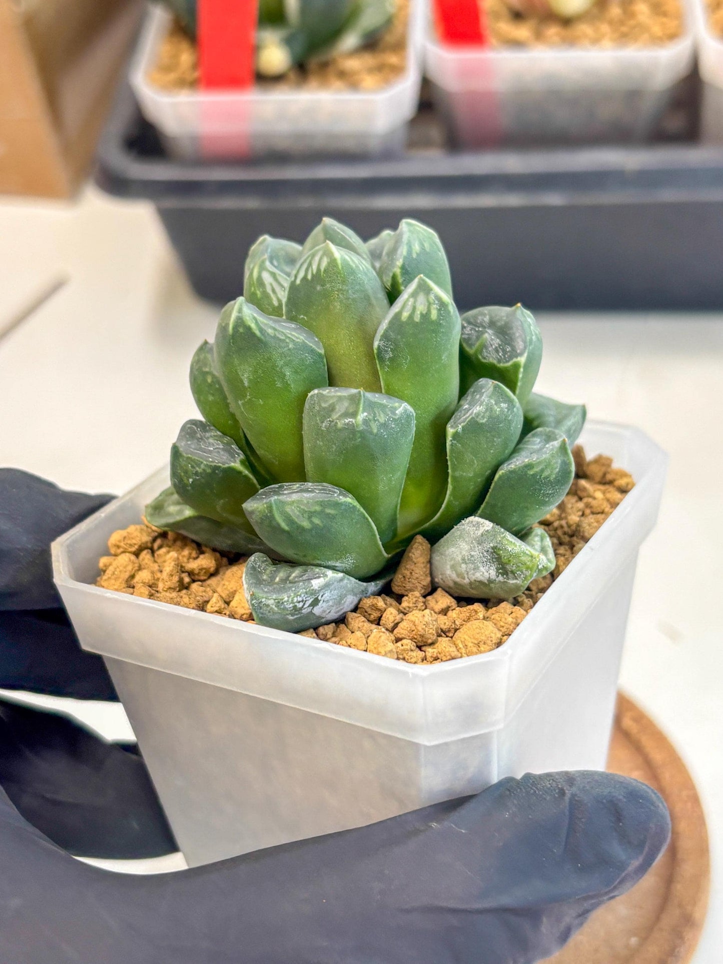 Haworthia Mutant ex. Japan (wa1) (1) | South Korea Import | Succulent