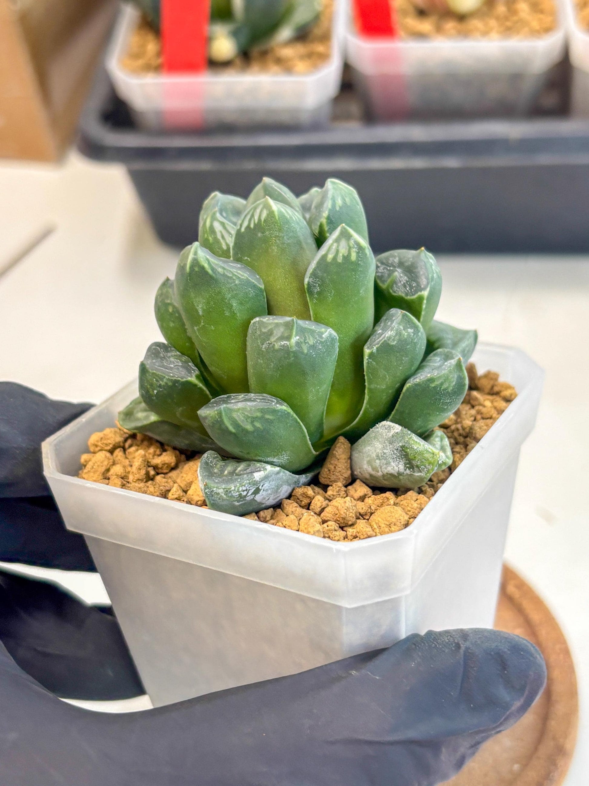 Haworthia Mutant ex. Japan (wa1) (1) | South Korea Import | Succulent