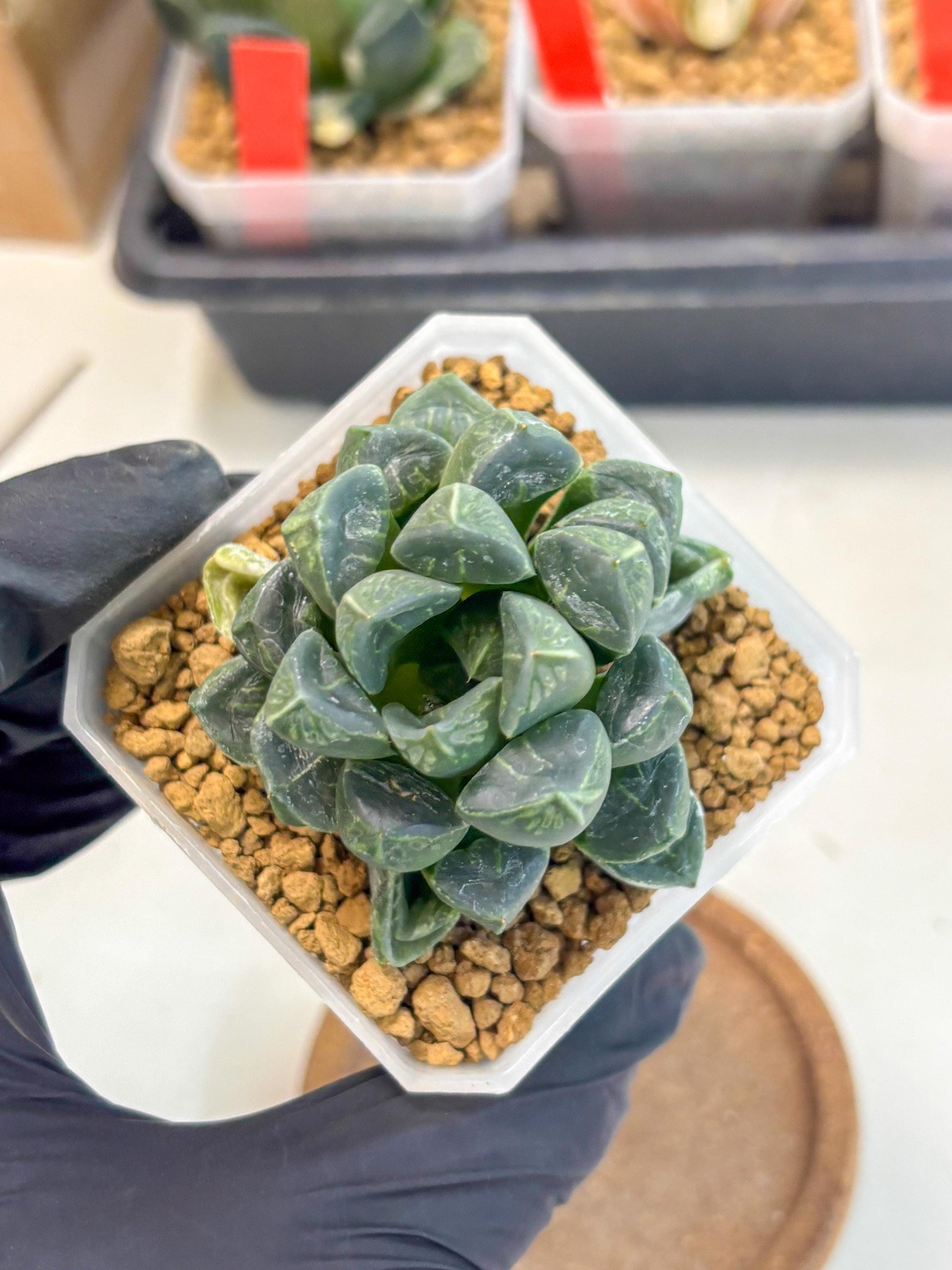 Haworthia Mutant ex. Japan (wa1) (1) | South Korea Import | Succulent