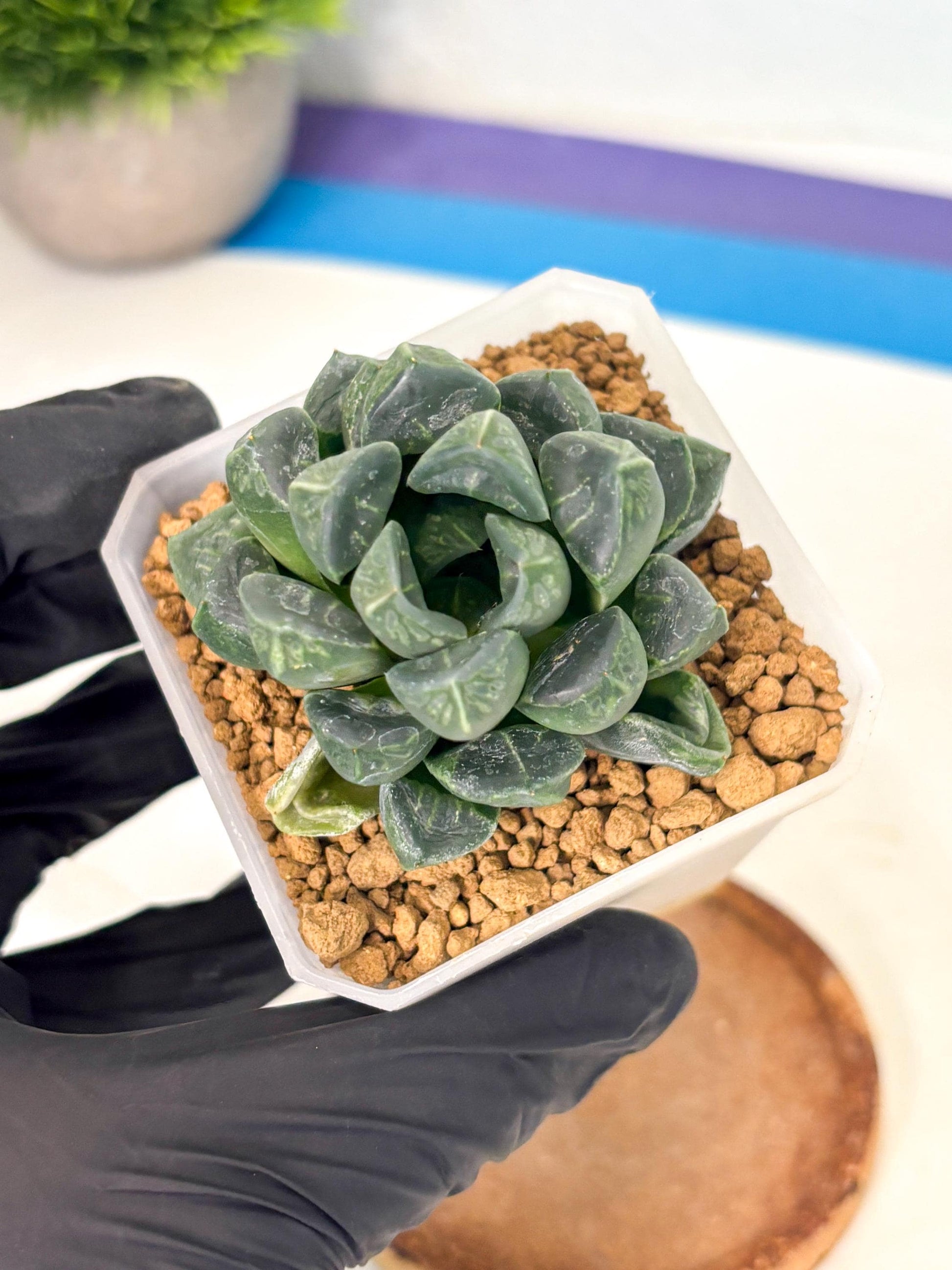 Haworthia Mutant ex. Japan (wa1) (1) | South Korea Import | Succulent