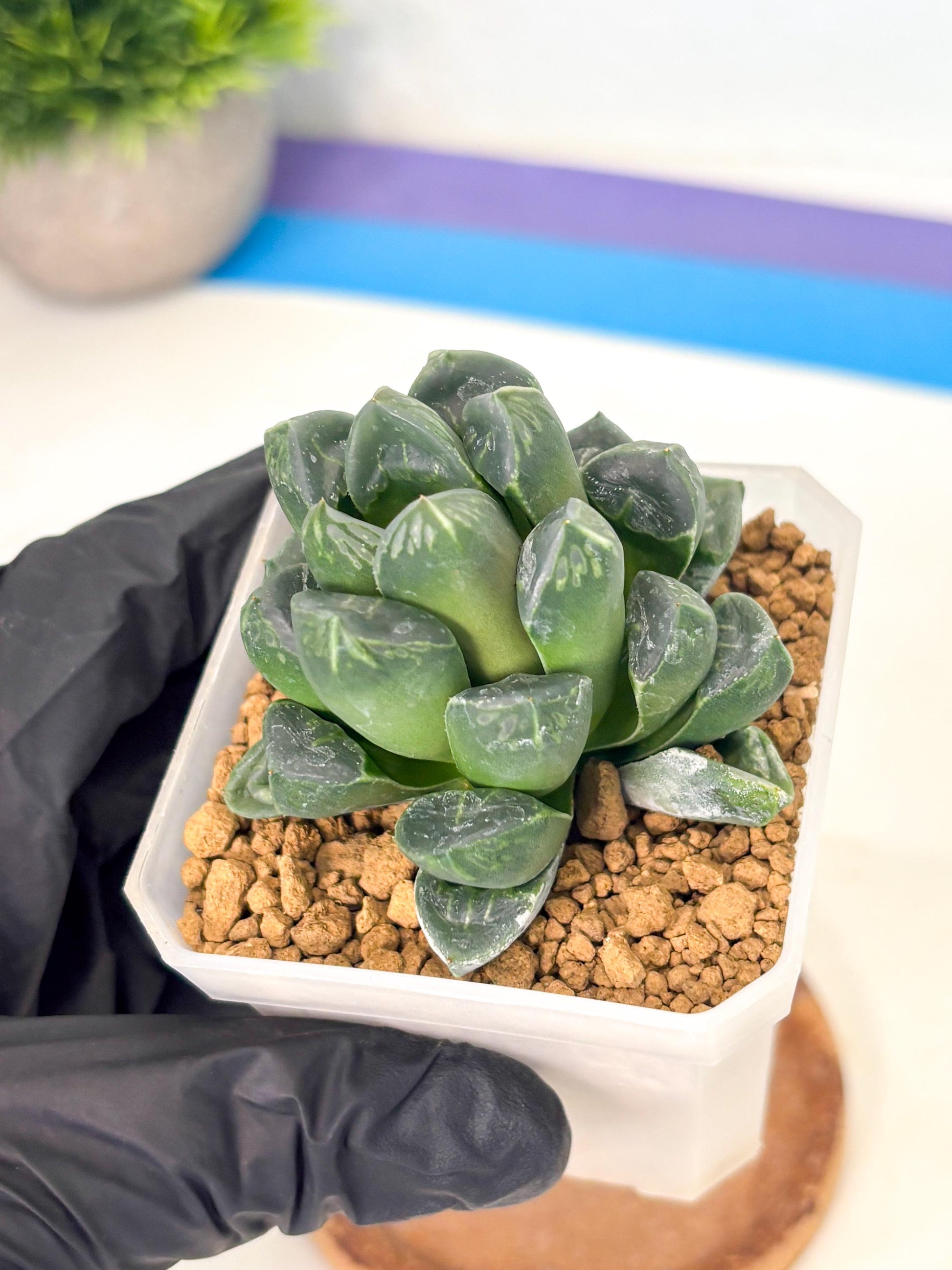 Haworthia Mutant ex. Japan (wa1) (1) | South Korea Import | Succulent