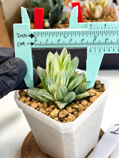 Haworthia Obtusa Light (wa1) (2) | South Korea Import | Succulent