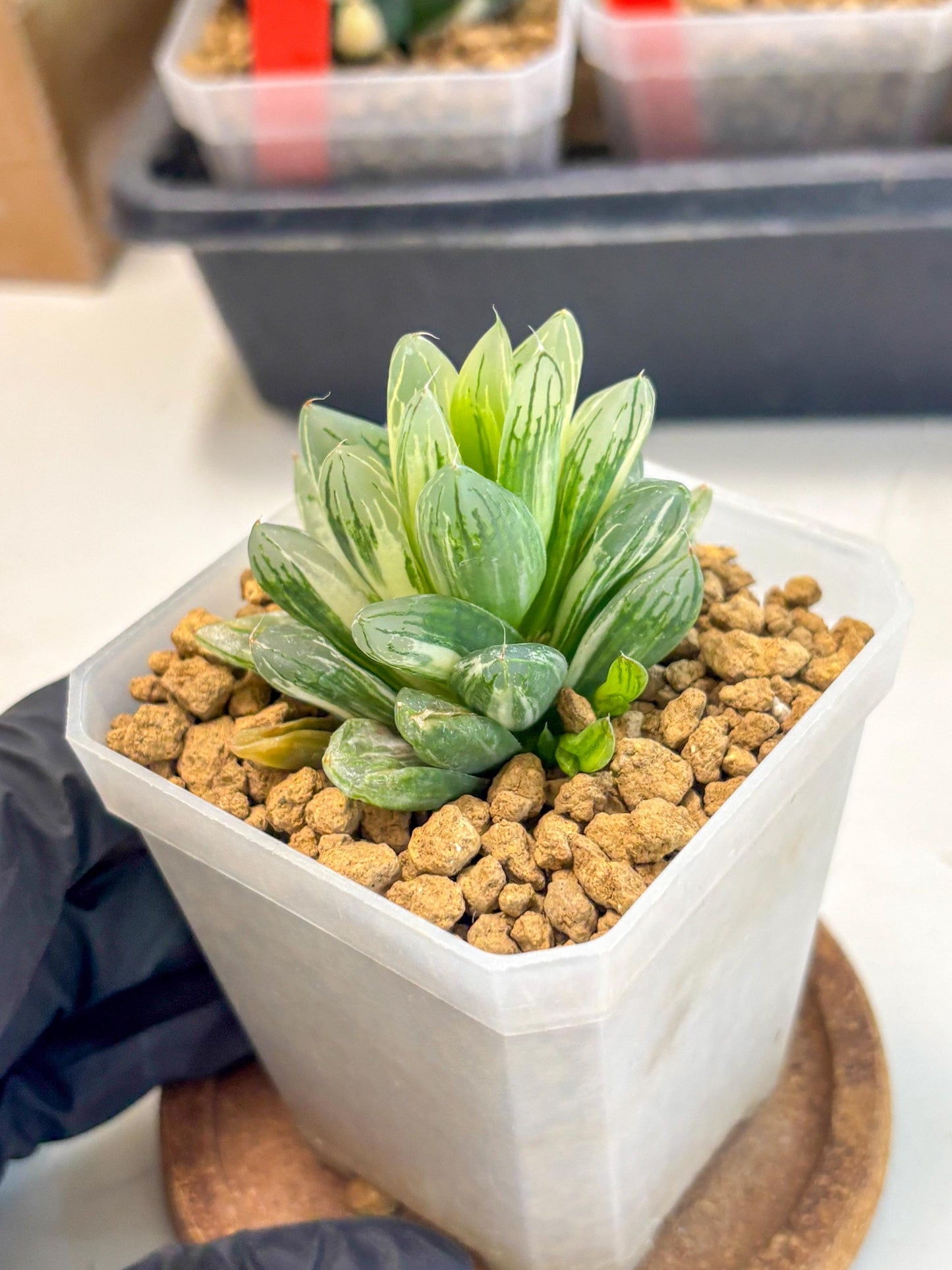 Haworthia Obtusa Light (wa1) (2) | South Korea Import | Succulent