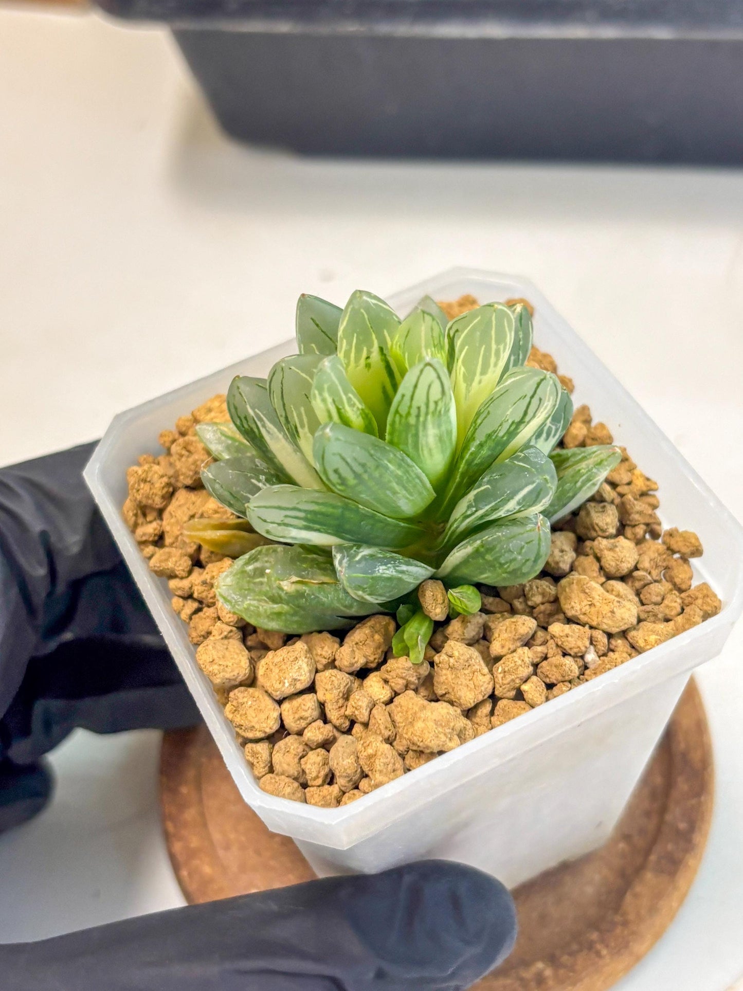 Haworthia Obtusa Light (wa1) (2) | South Korea Import | Succulent