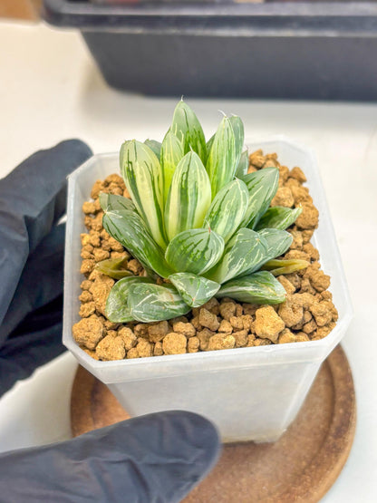 Haworthia Obtusa Light (wa1) (2) | South Korea Import | Succulent