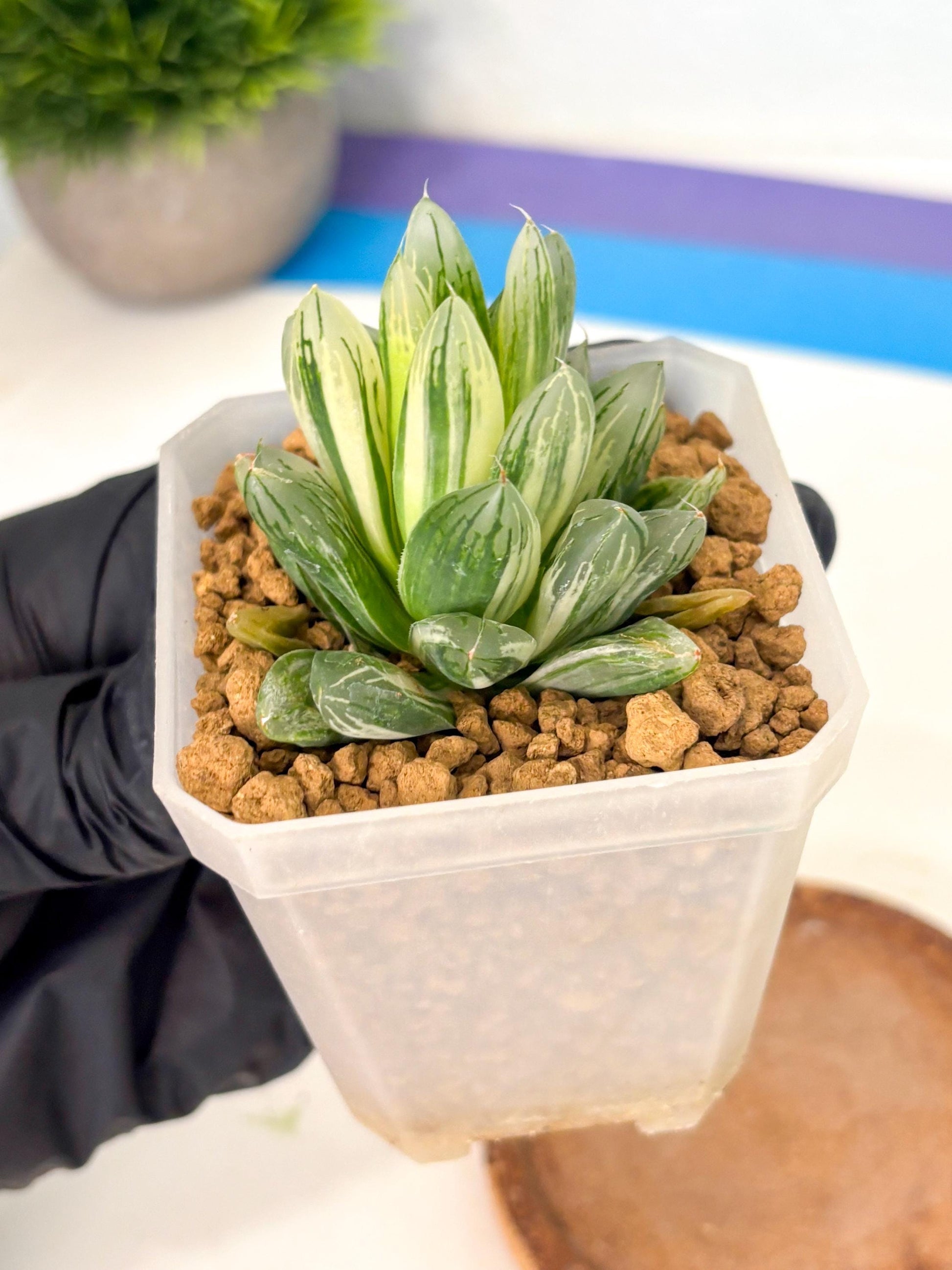 Haworthia Obtusa Light (wa1) (2) | South Korea Import | Succulent