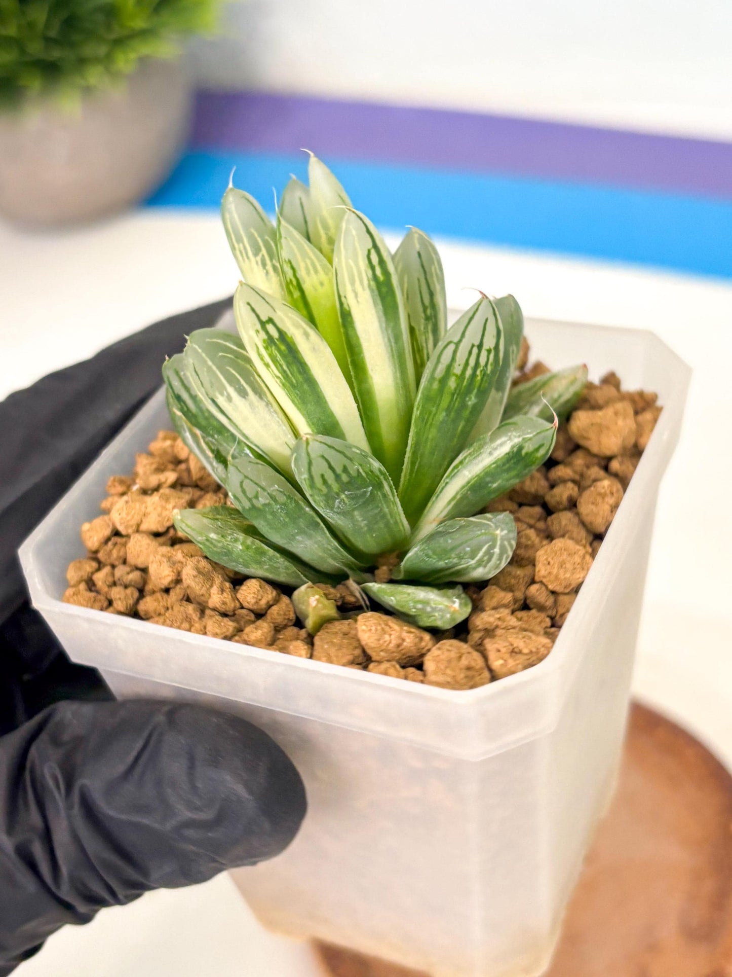 Haworthia Obtusa Light (wa1) (2) | South Korea Import | Succulent
