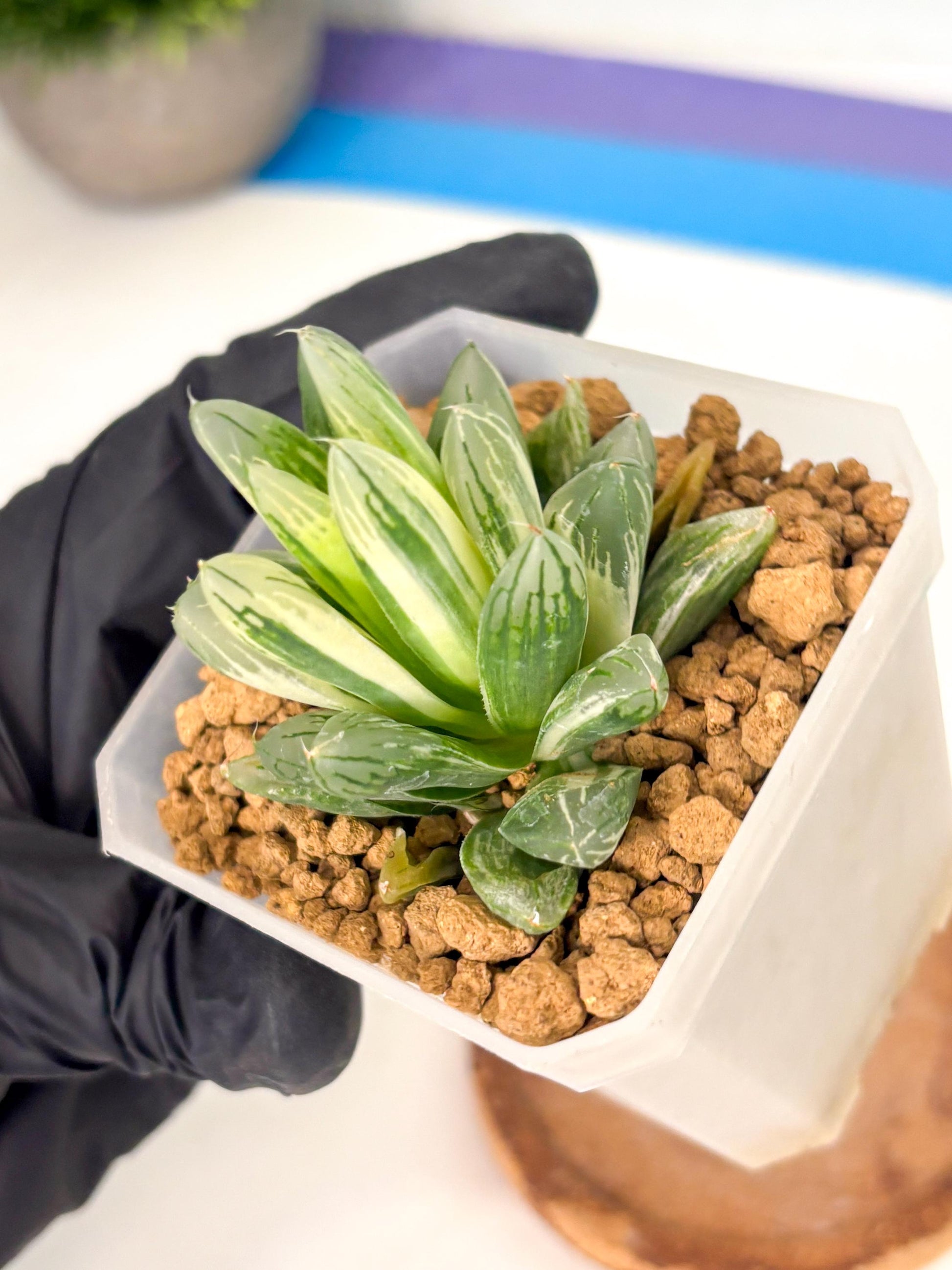 Haworthia Obtusa Light (wa1) (2) | South Korea Import | Succulent