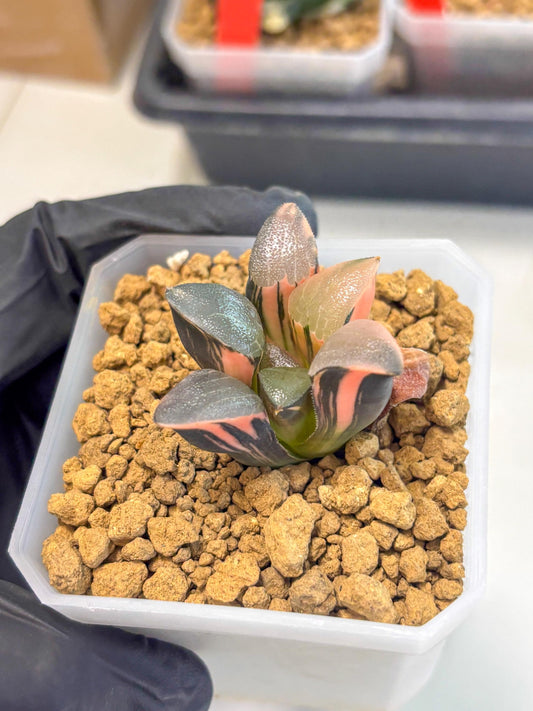 Haworthia Correcta Cupid Var (wa1) (3) | South Korea Import | Succulent