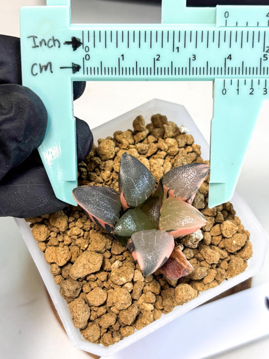 Haworthia Correcta Cupid Var (wa1) (3) | South Korea Import | Succulent