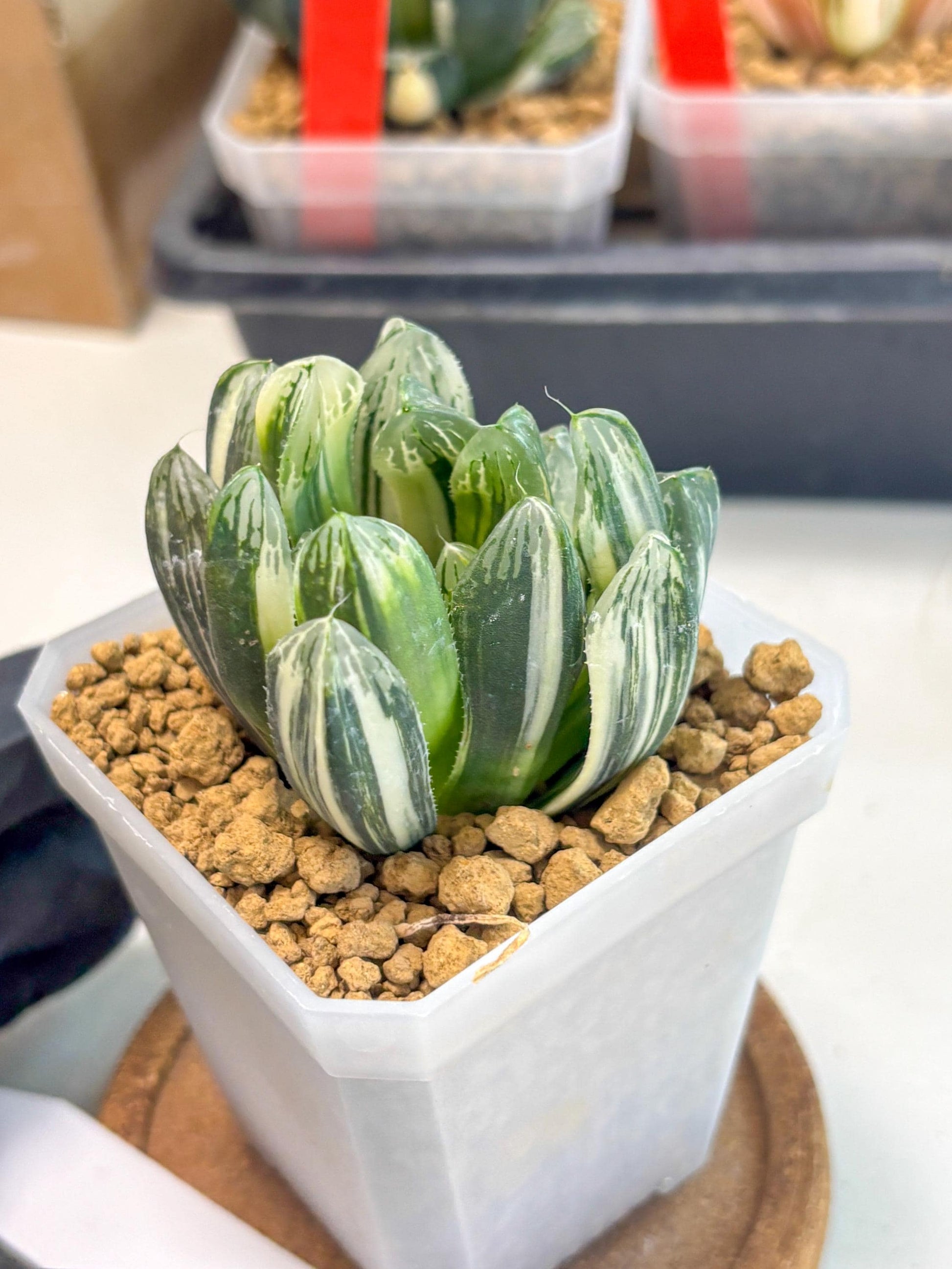 Haworthia Obtusa Hyb Var (wa1) (4) | South Korea Import | Succulent