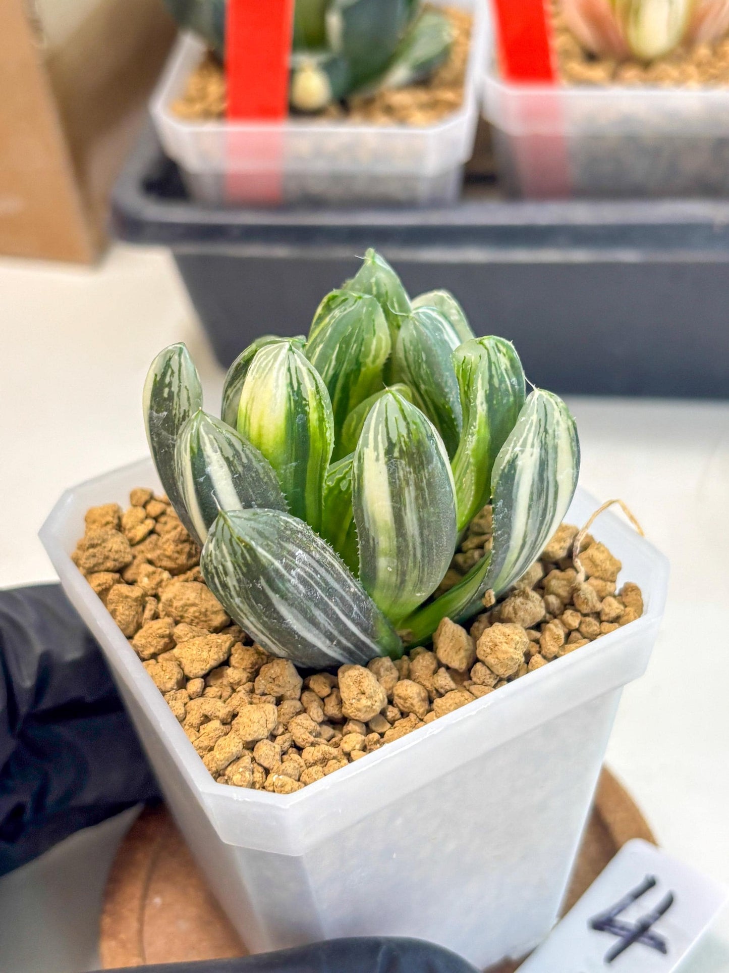 Haworthia Obtusa Hyb Var (wa1) (4) | South Korea Import | Succulent